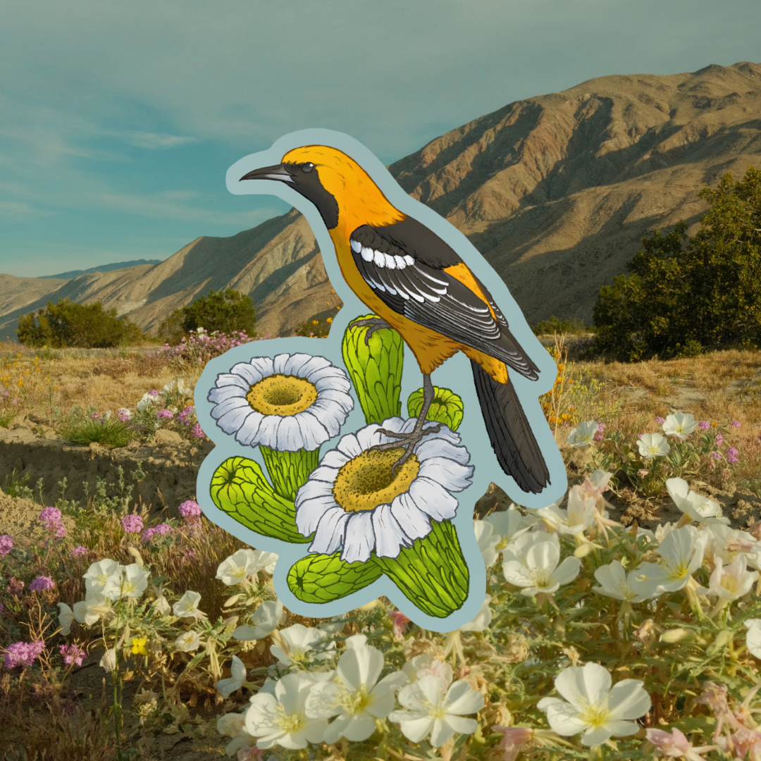 Hooded Oriole + Saguaro Blooms Sticker