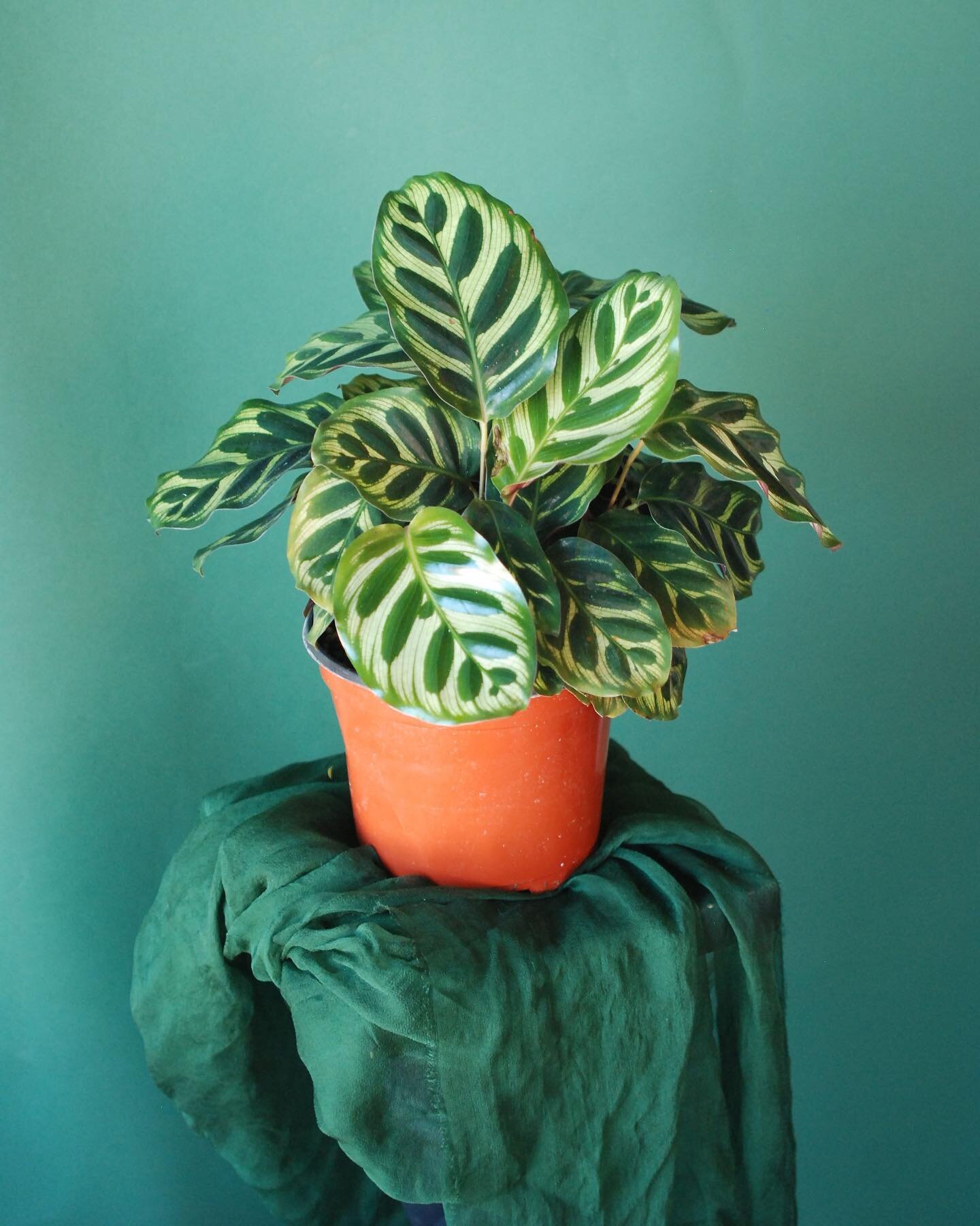 Come by and check out all the cute Calathea varieties we have in shop! These beauties come in all shapes, colors, and sizes offering something for everyone.🌿