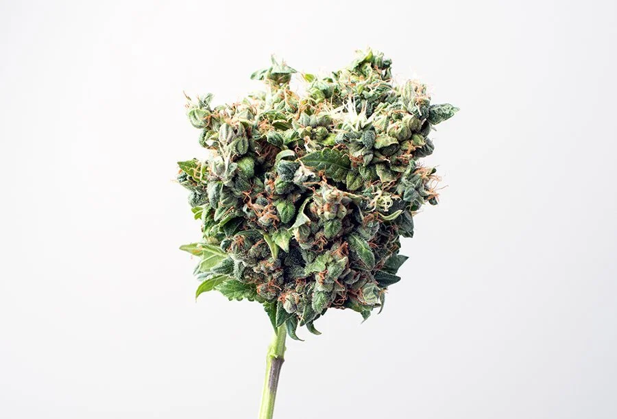 With a Democratic Senate, the Reform of Marijuana Laws Becomes Possible