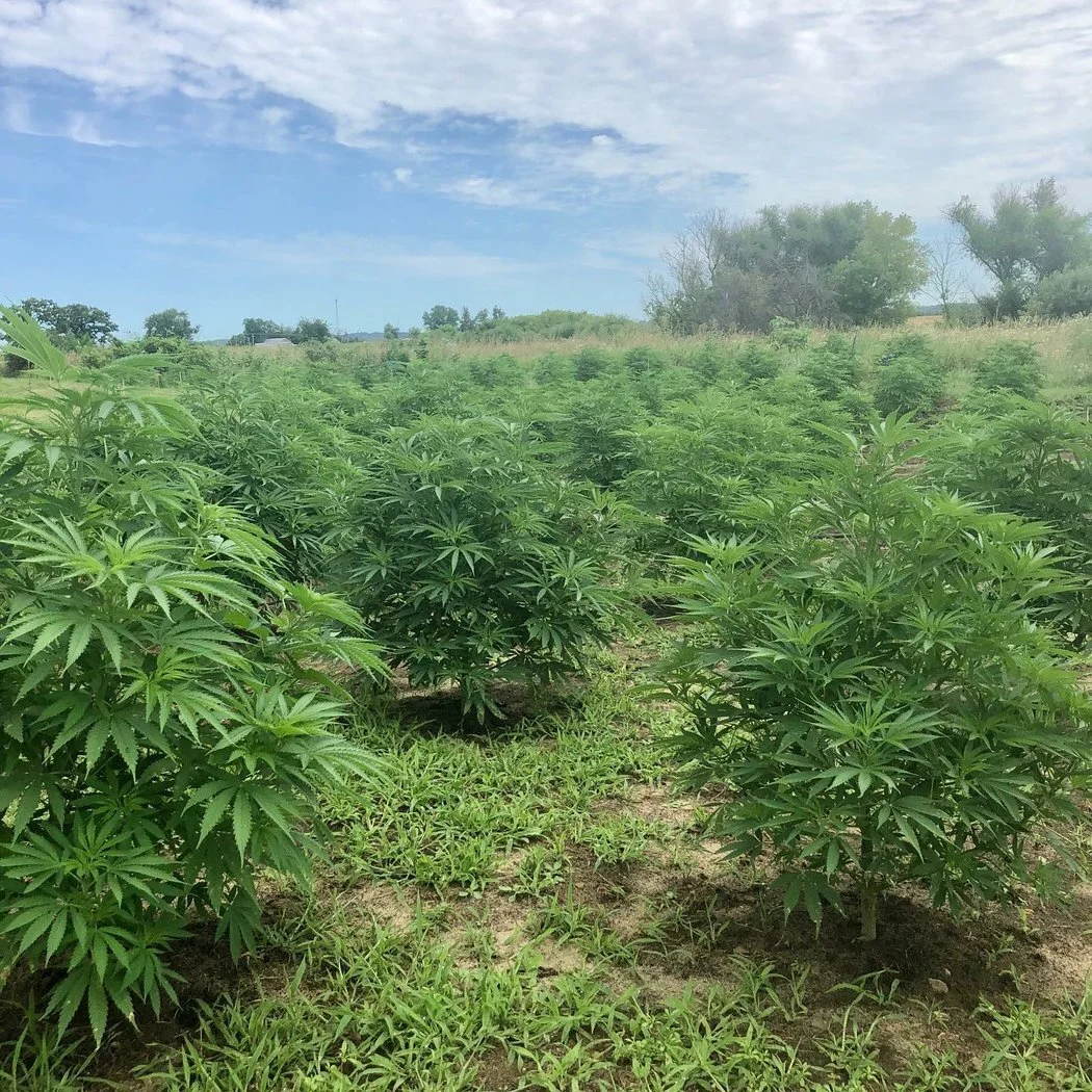 Hemp Industry’s Phillip Scott and Sam Liegel on the 2020 Season