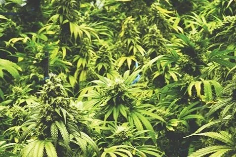 Marijuana Tourism: How Legal States Take Advantage of Wisconsin’s Regressive Policies