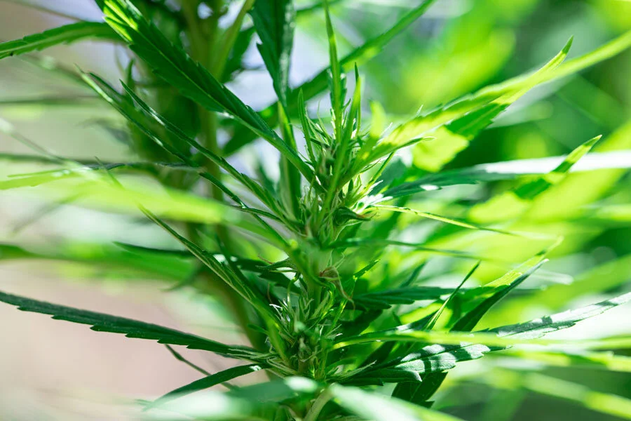 Arizona Demonstrates How Rolling Out Legal Marijuana Should Be Done</a>