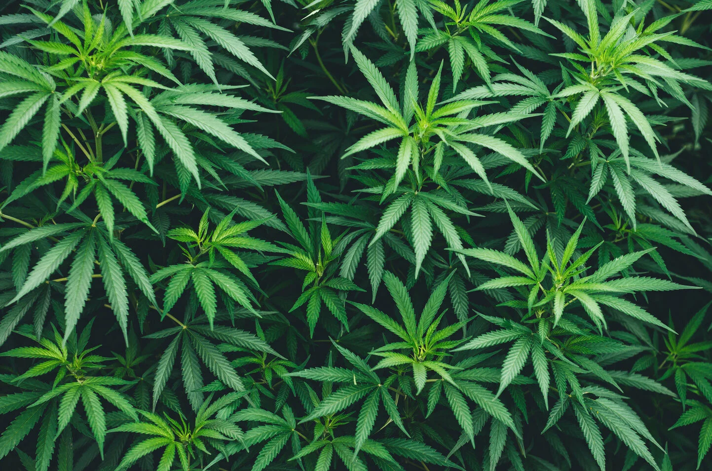 Mexico’s Senators Pass Marijuana Legalization</a>