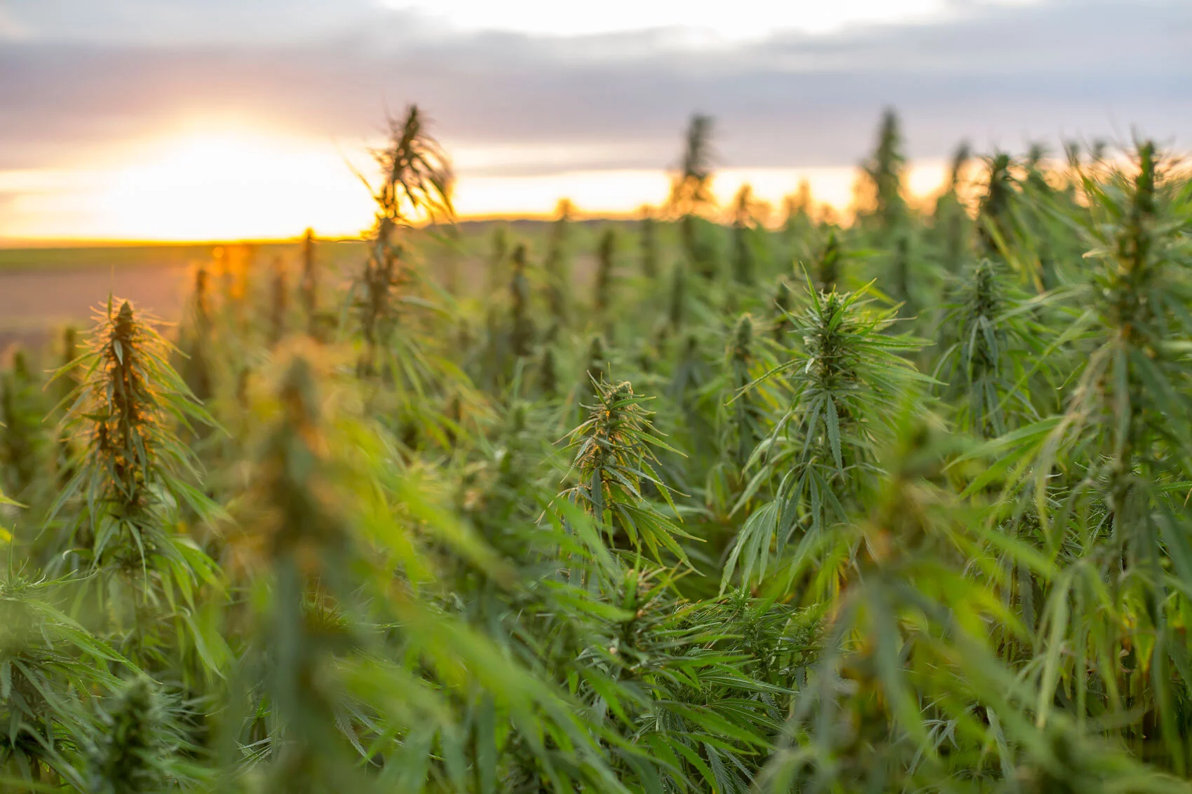 Hemp Growing Rules Are Changing to Benefit Wisconsin’s Farmers