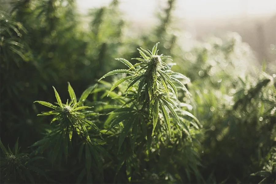 After Years of Delay, DEA Ends Monopoly on Research-grade Cannabis