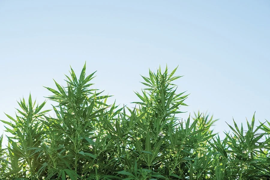 Free Webinar Highlights Navigating Regulations in the Hemp Industry