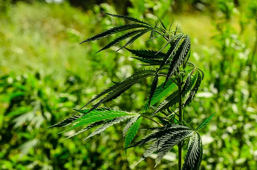 Connecticut Legalizes Recreational Marijuana