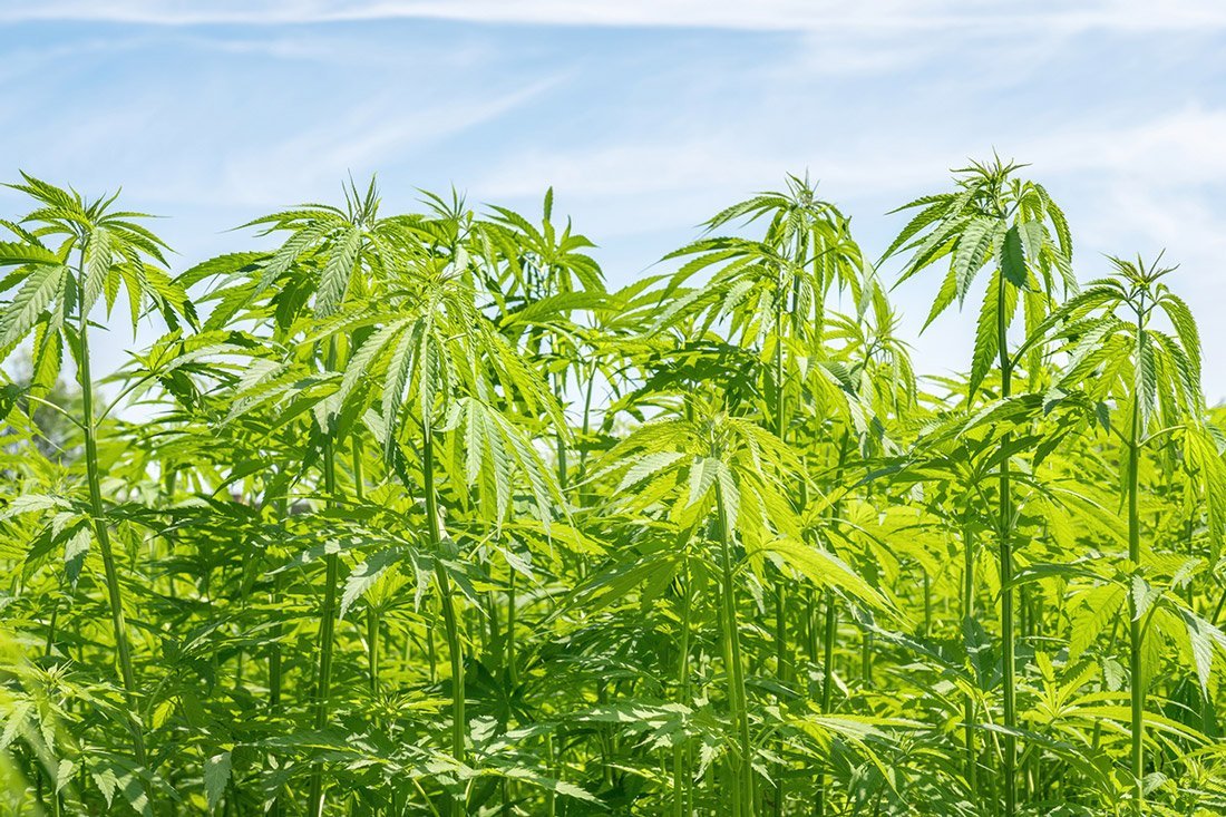 Wisconsin’s Hemp Program Will Be Handed Over to Federal Authorities