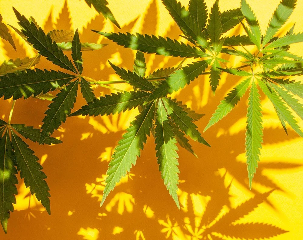 The Year in Review: Nine States Legalized Marijuana in 2021