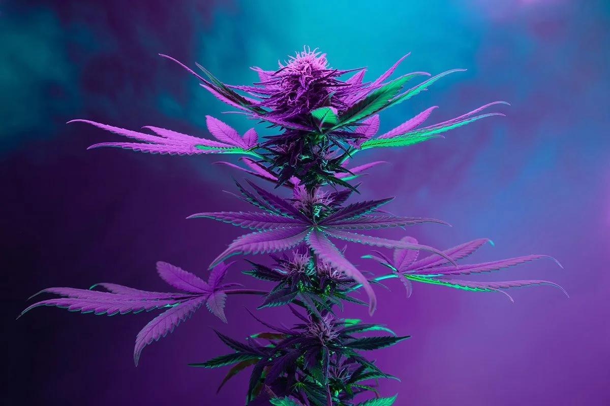 ‘No Evidence that Occasional Marijana Use Has Harmful Effects,’ Says Top Federal Drug Researcher