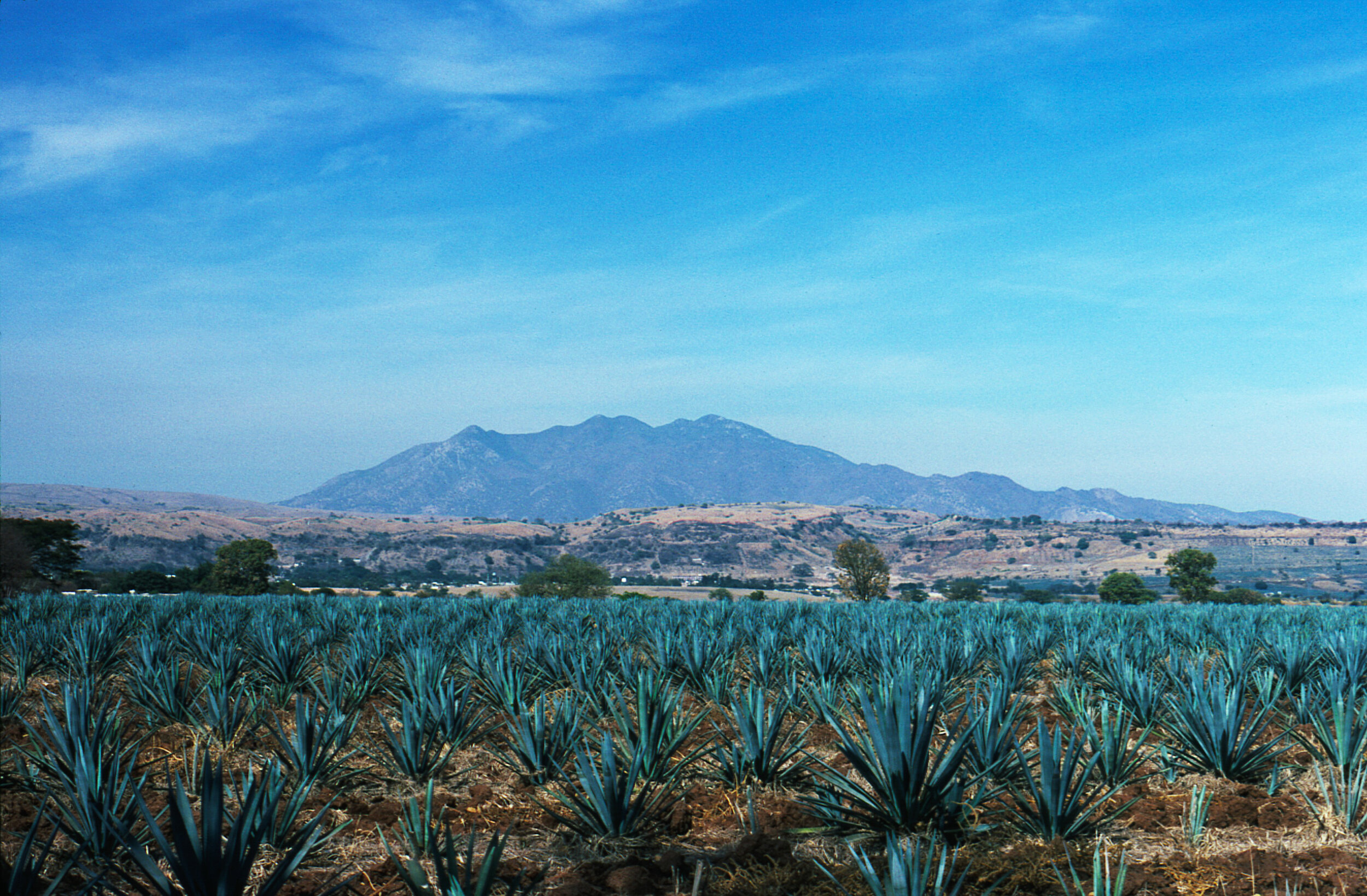 Agave Field Tequila, Mexico 1989