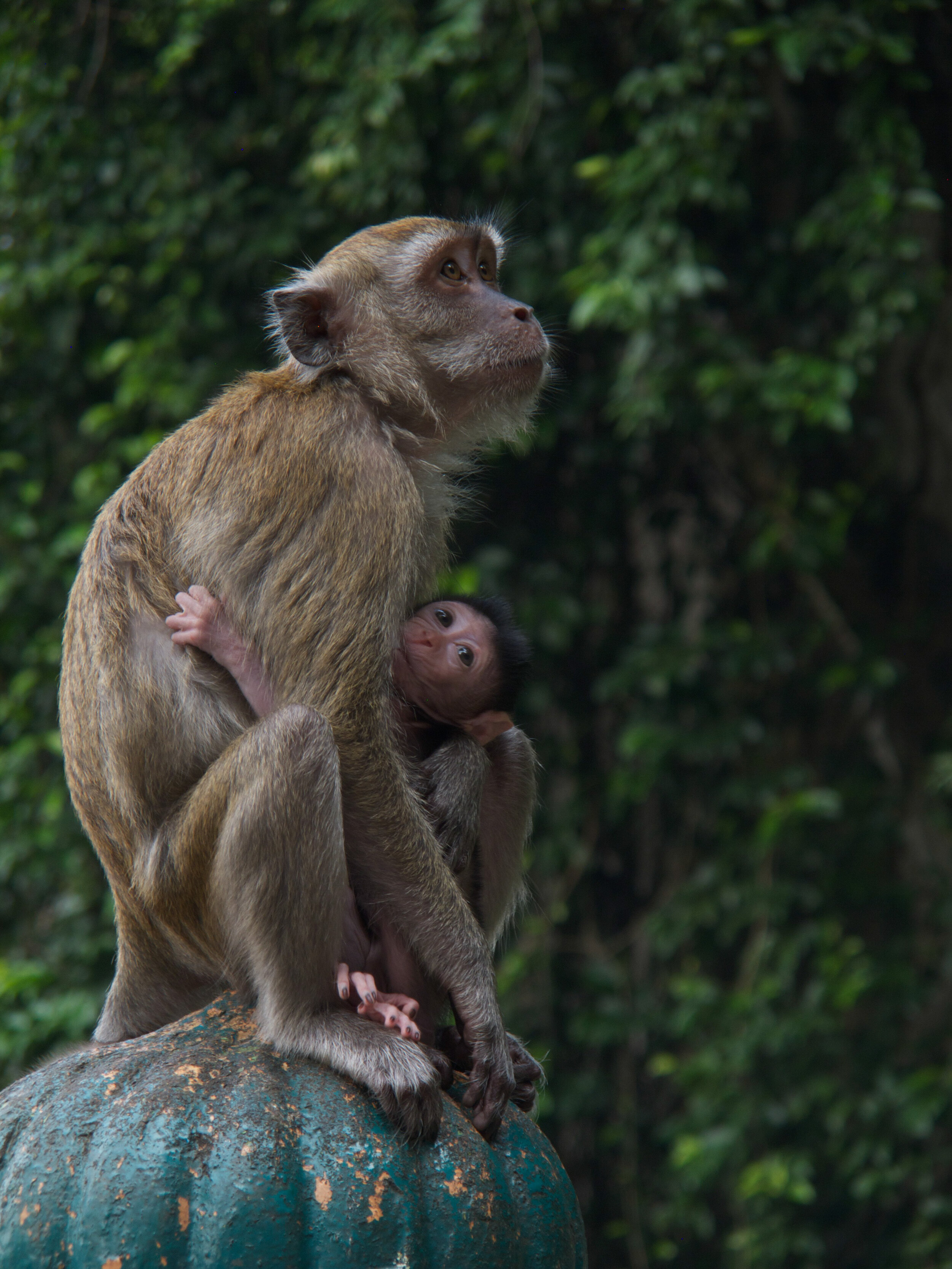 Monkeys India, 2000