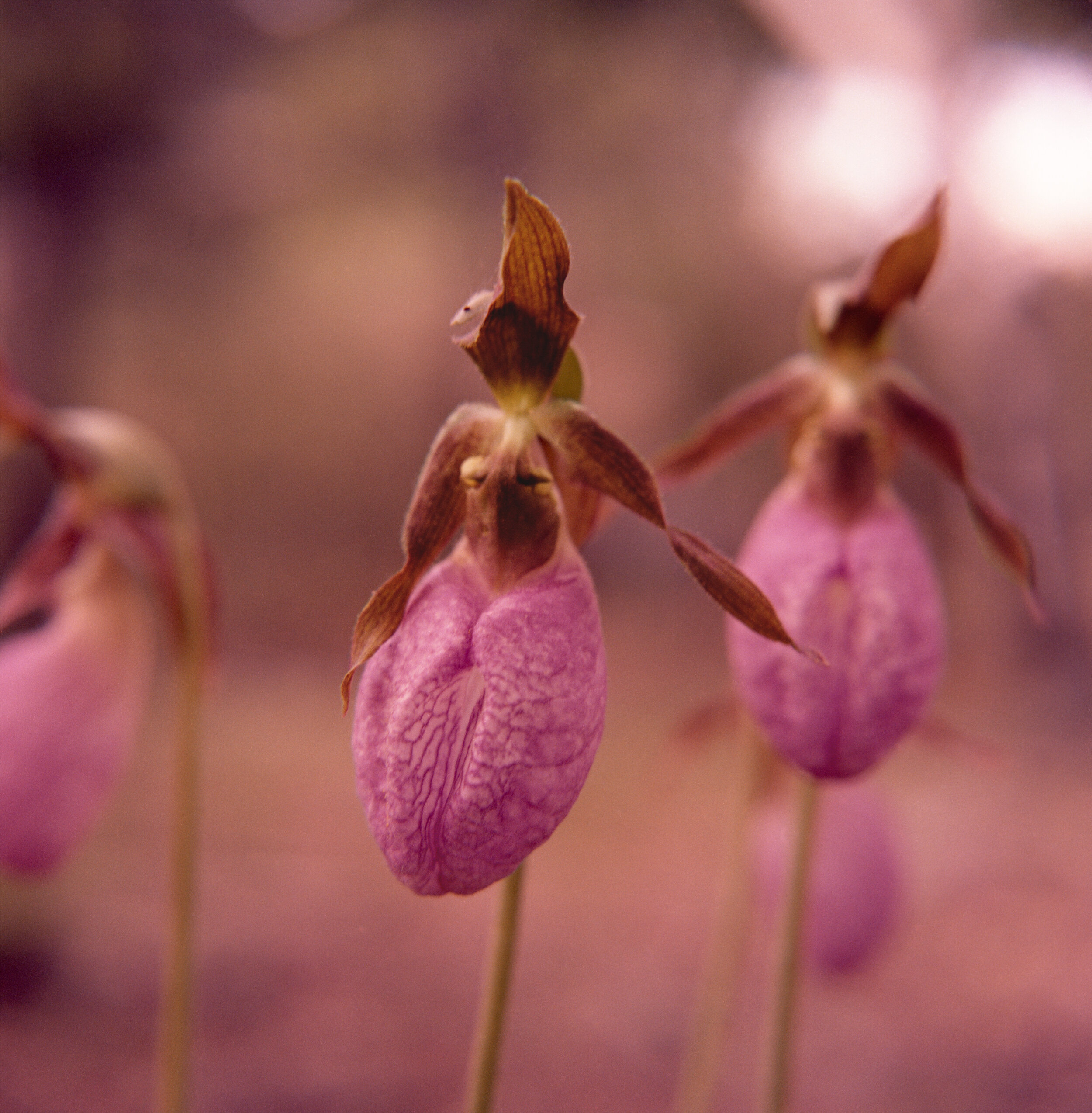 Three Lady Slippers Leicester, MA 1979