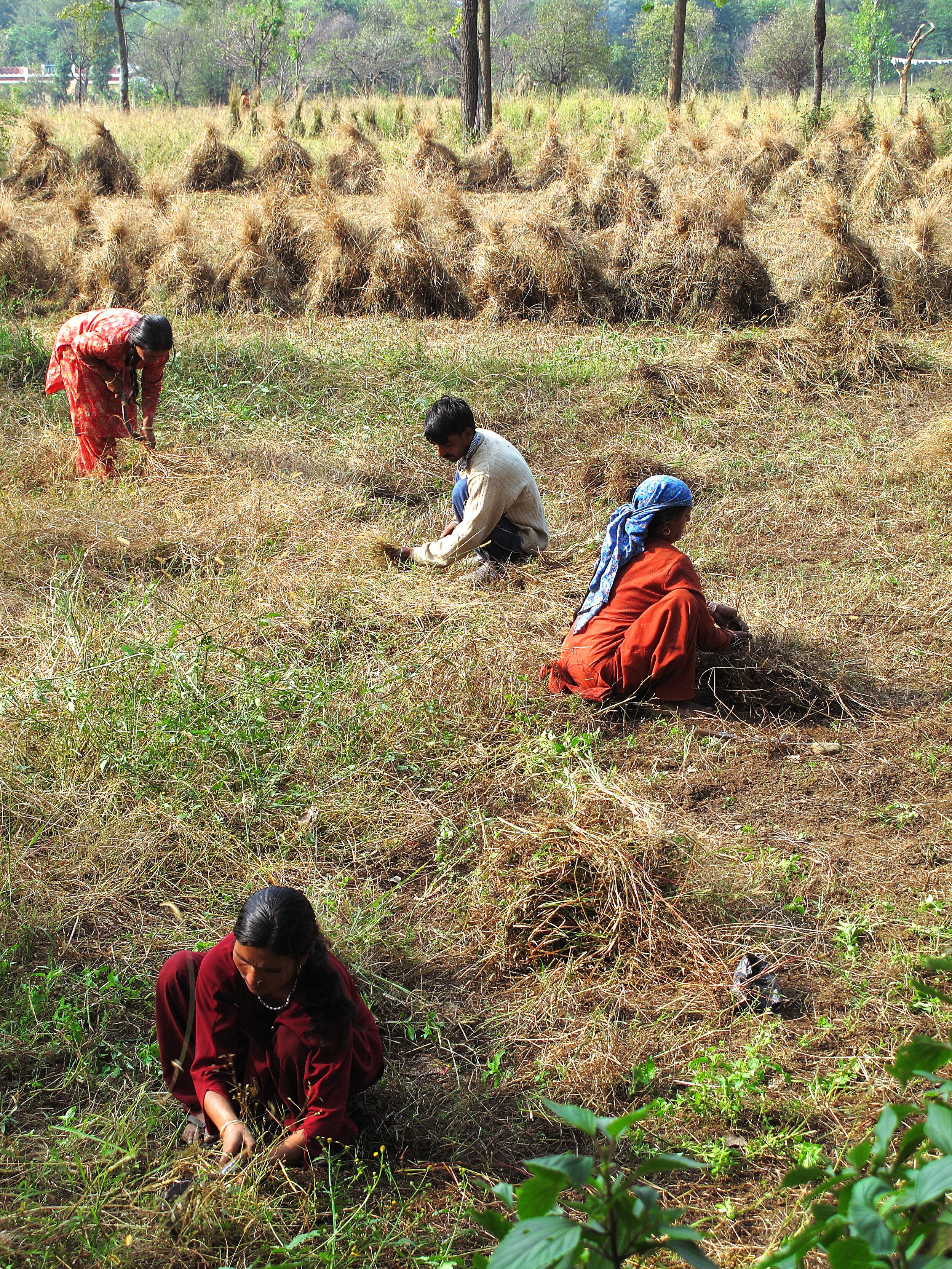 Cutting Hay Bir, India 2010