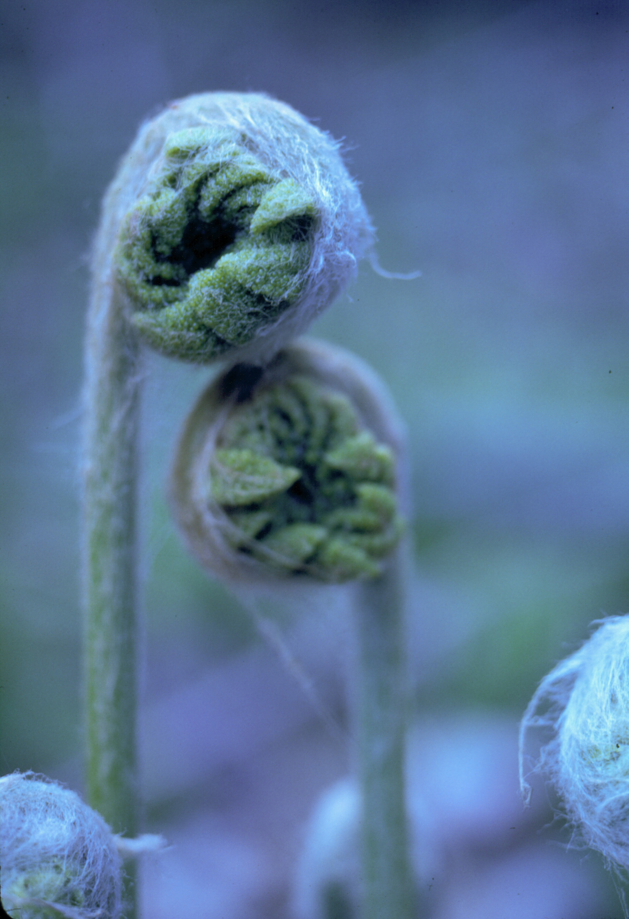 Fiddleheads Couple (date unknown)