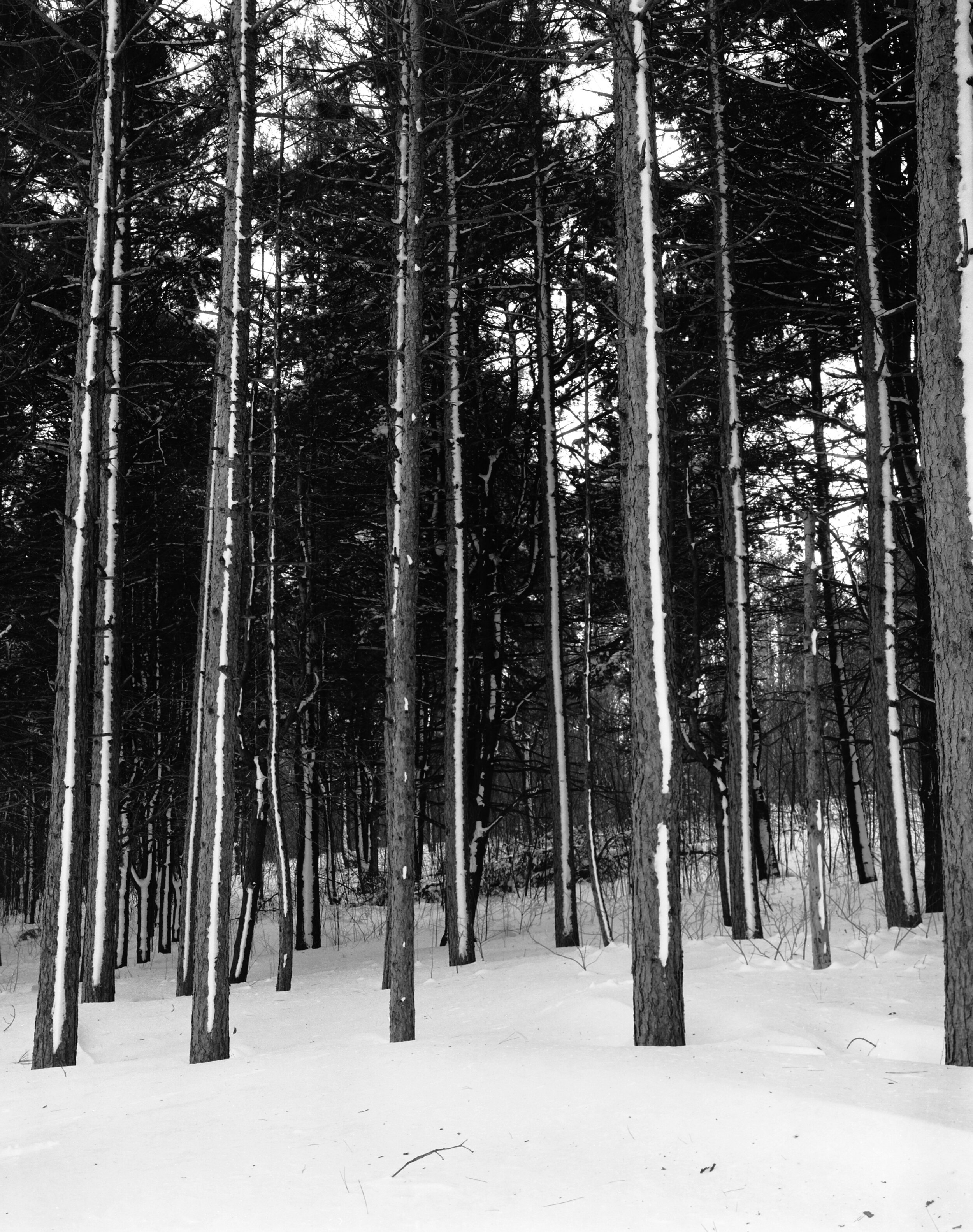 Snow & Pines Leicester, MA (date unknown)