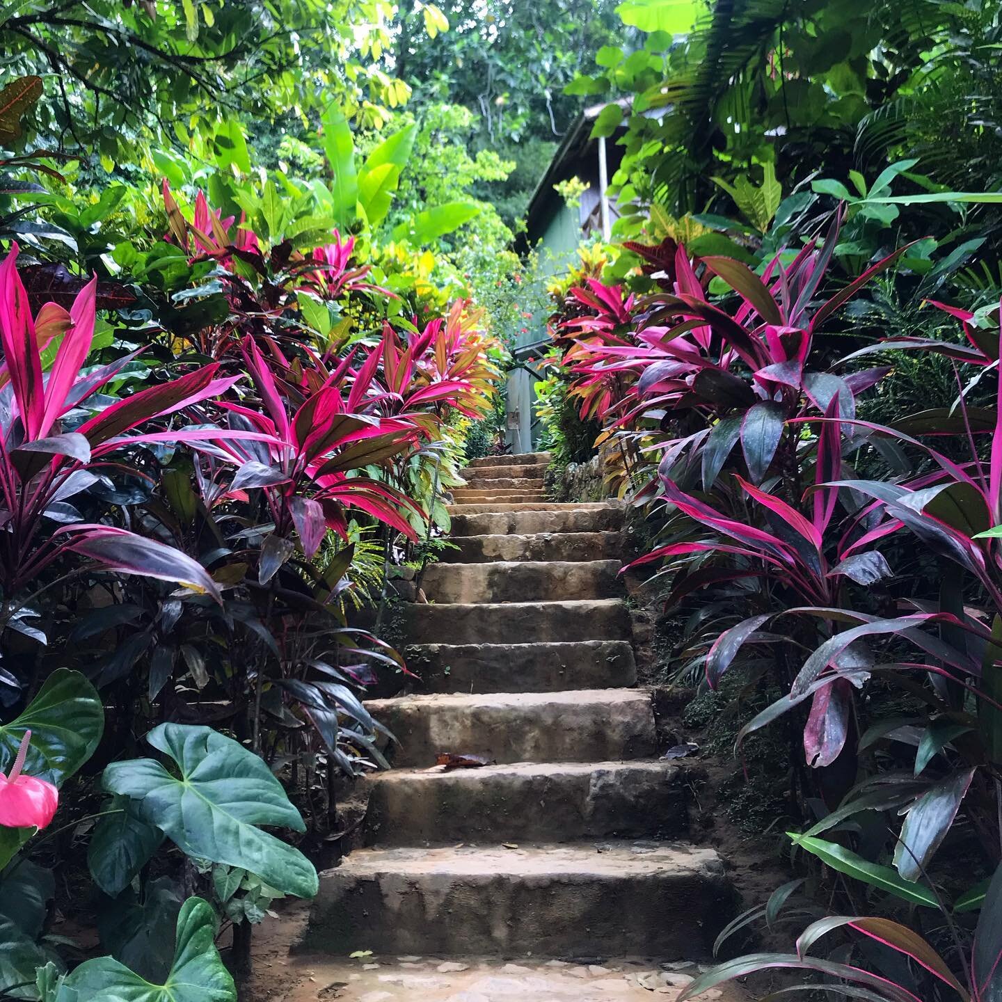 Lush nature inspo 🌺🌿 This staircase led to an outdoor mineral bath tucked away in a jungle surrounded by this dreamy flora 😍 ⠀
📍Soufriere, Saint Lucia⠀
⠀
⠀
⠀
⠀
#nature #inspo #lush #magic #soufriere #saintlucia #travelphotography #greenery #croto