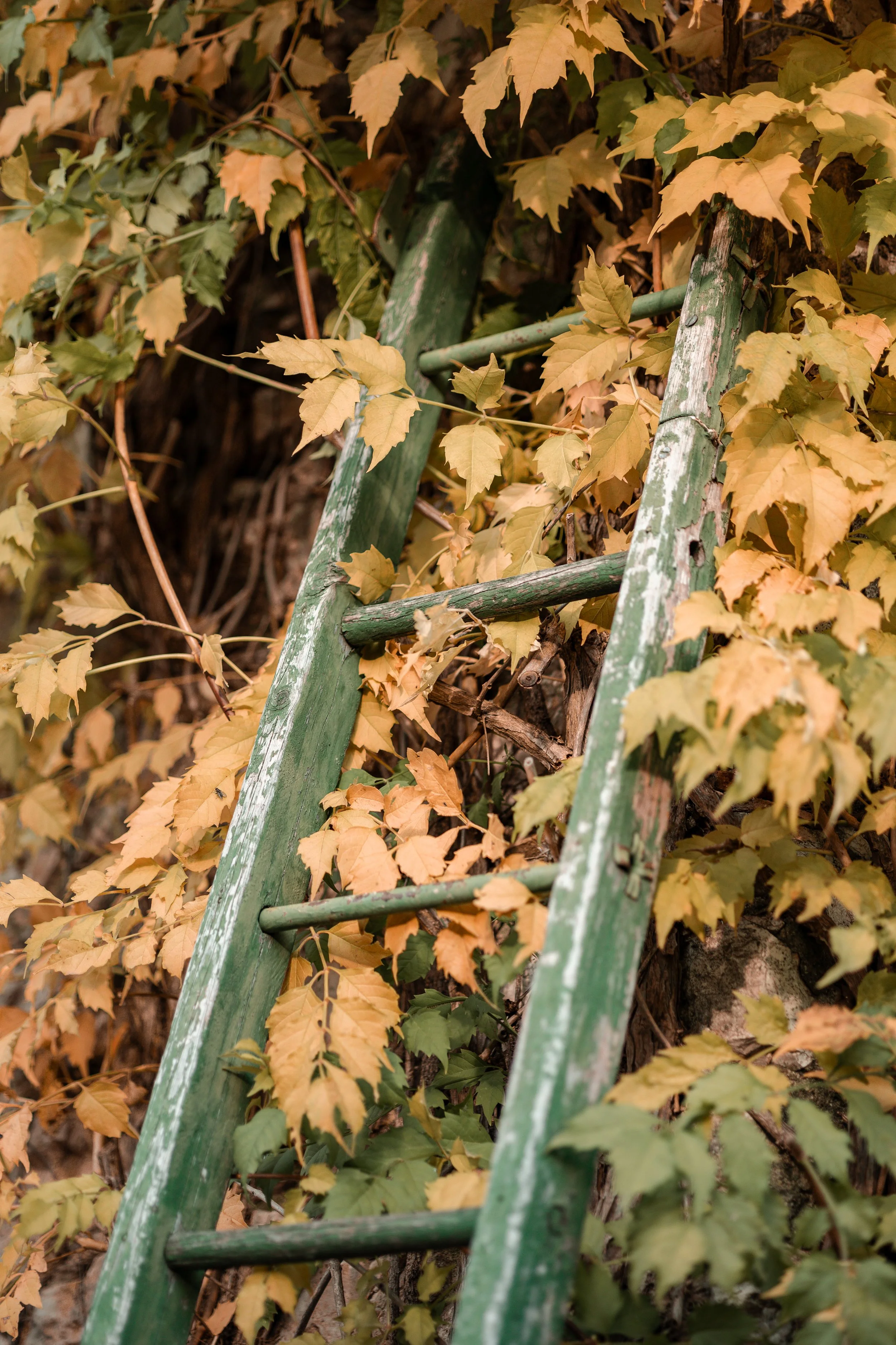 C&Acérémonie (17).jpg