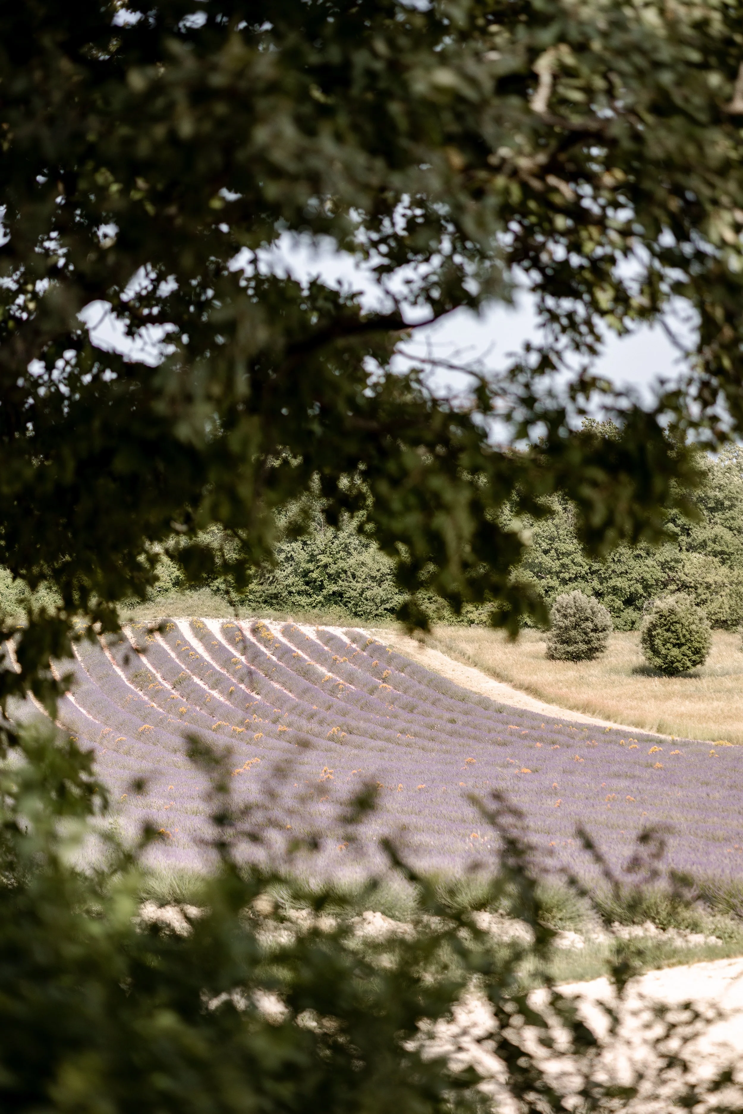 J&A cérémonie  (242).jpg