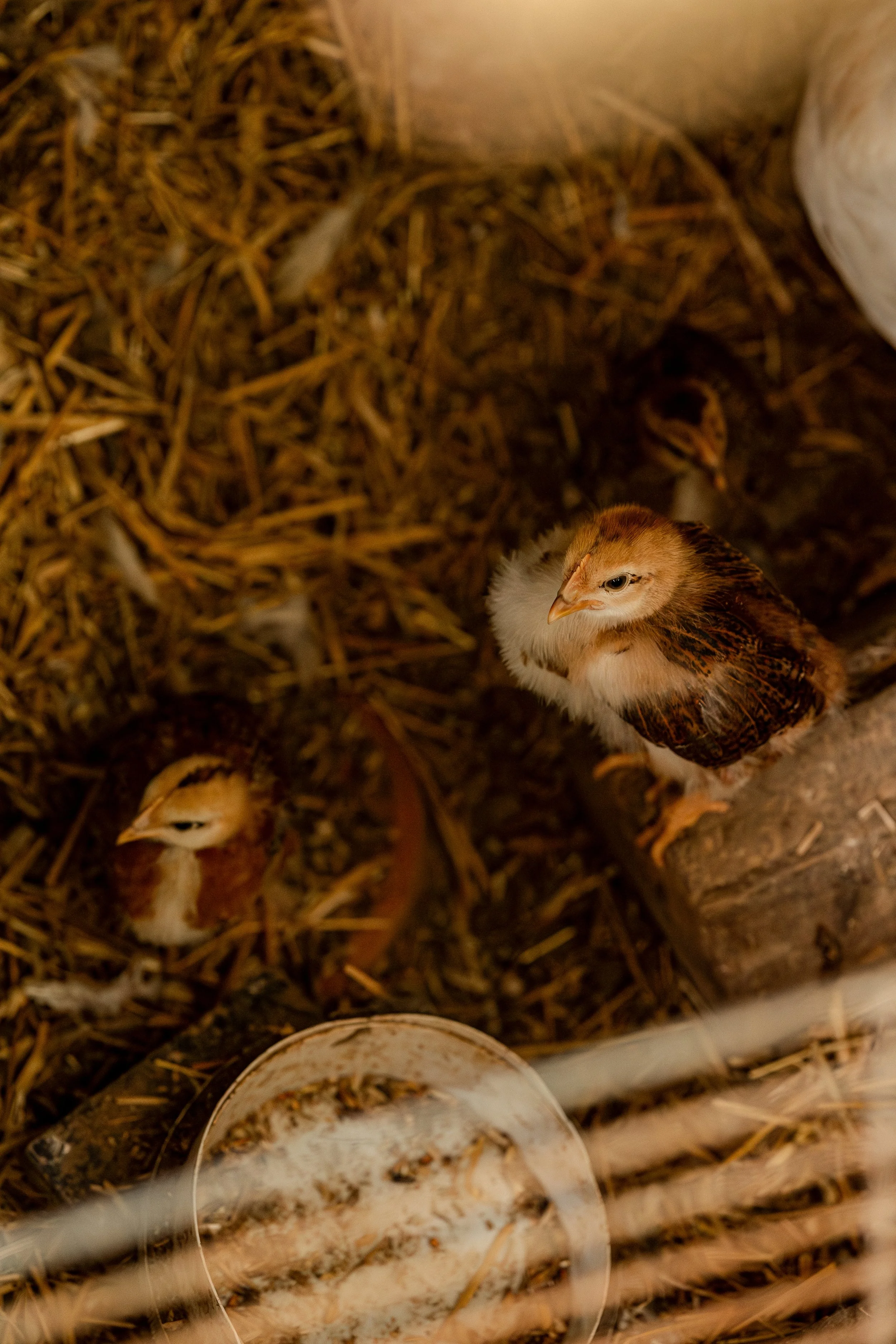 _P0A2901-Avec accentuation-Bruit.jpg