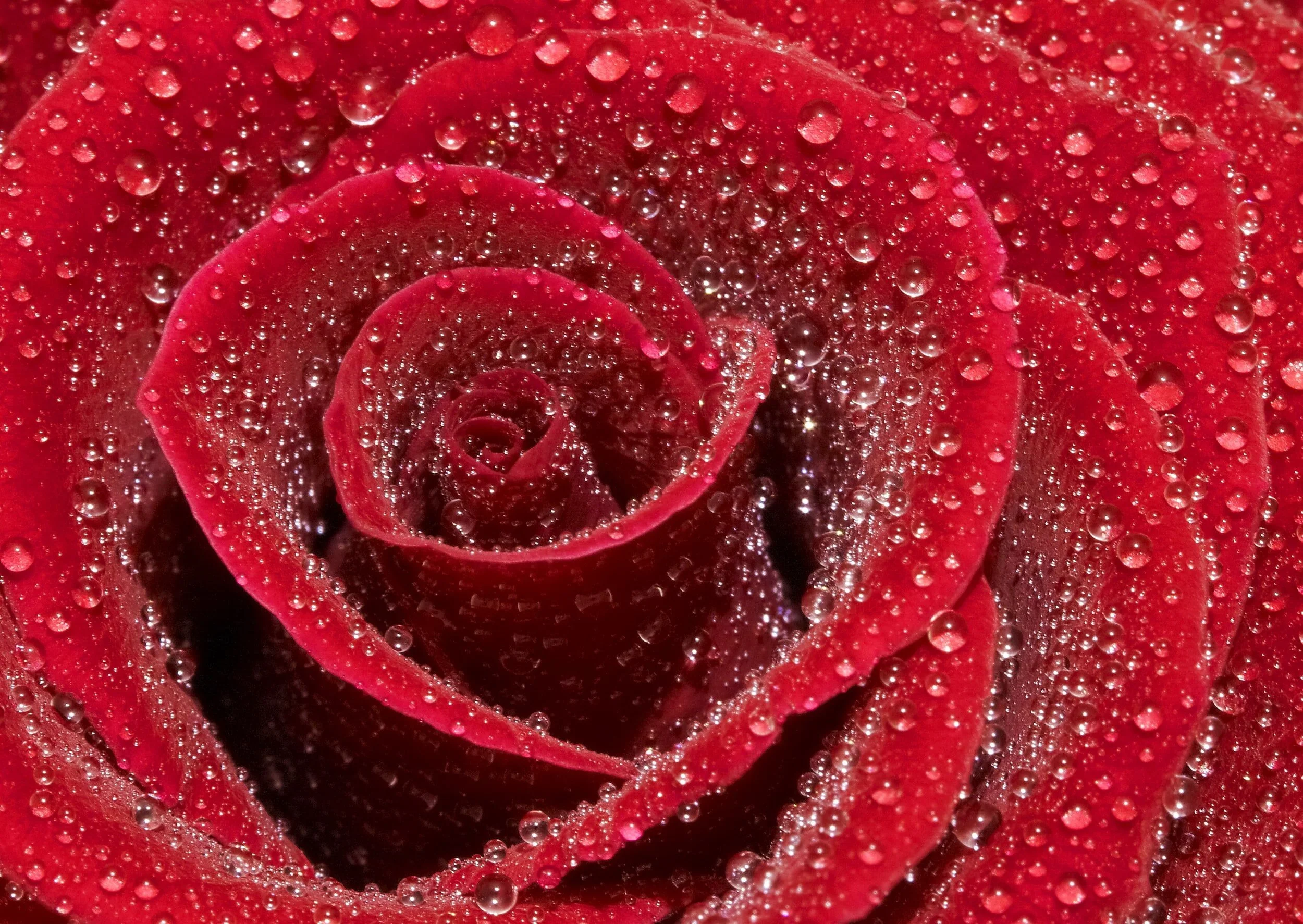Raindrops On Petals 03/14/2021