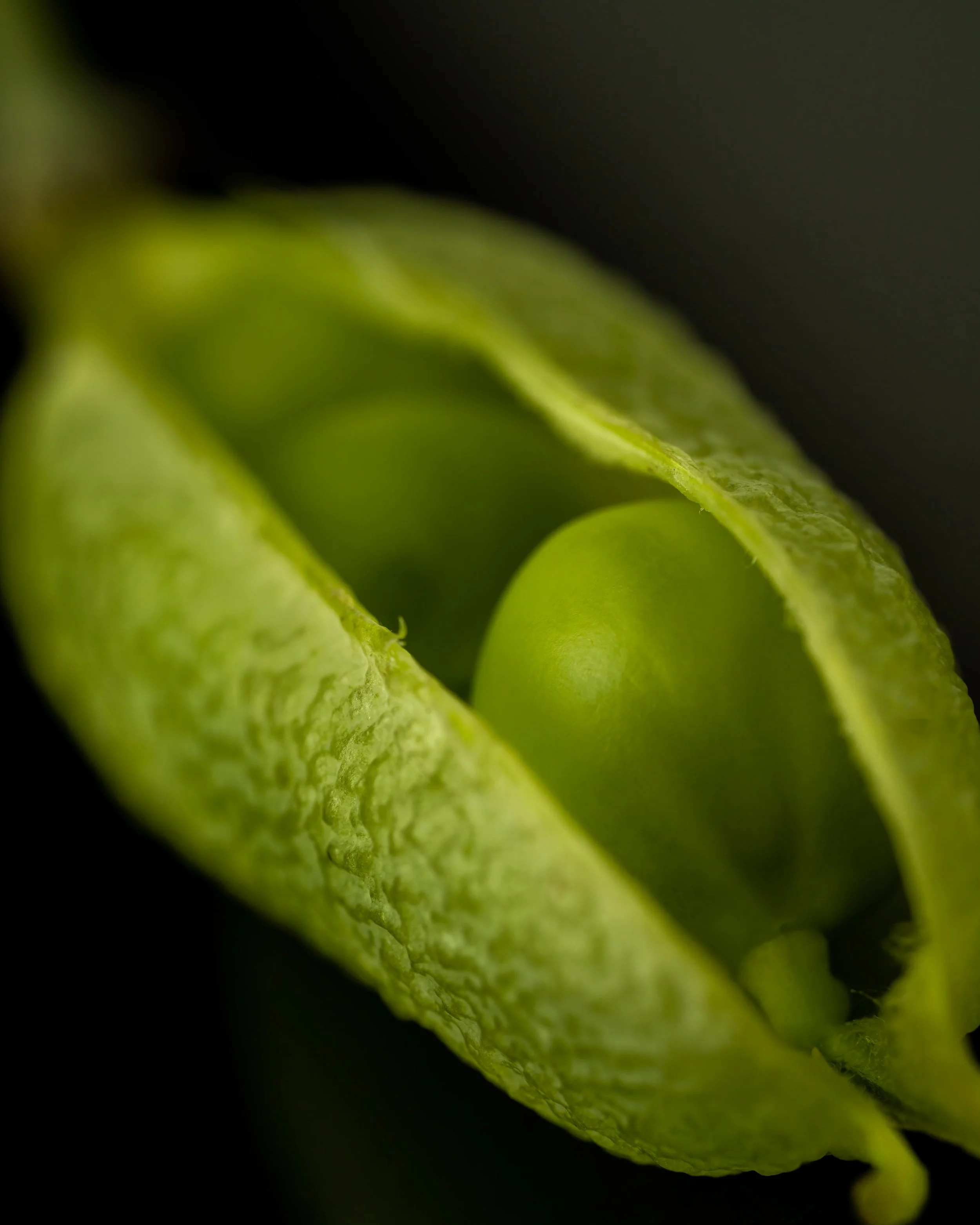 Two Peas In A Pod 7/4/2023