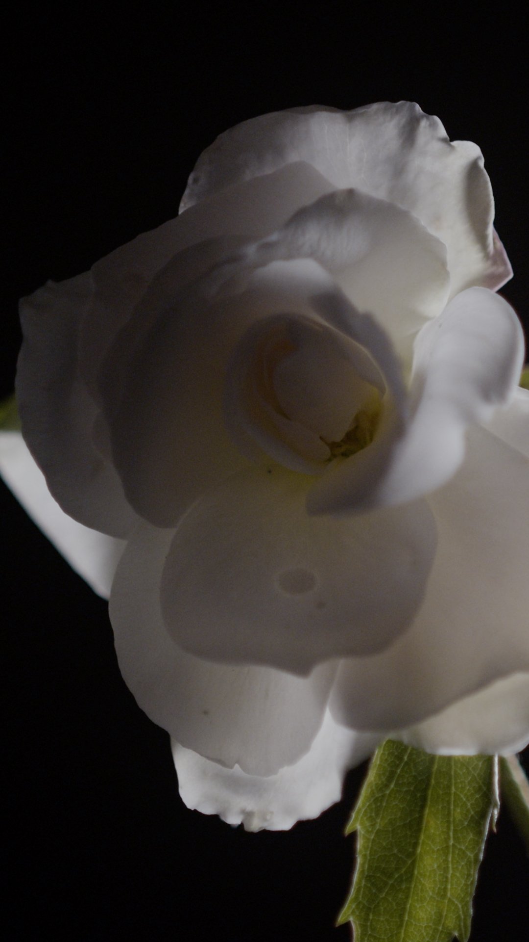 Sequence 01.00_00_02_12.Still002.jpg