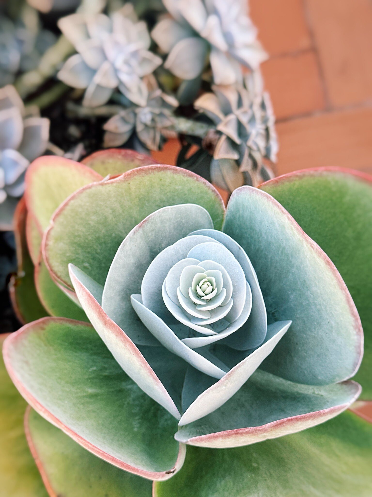 Kalanchoe thyrsiflora