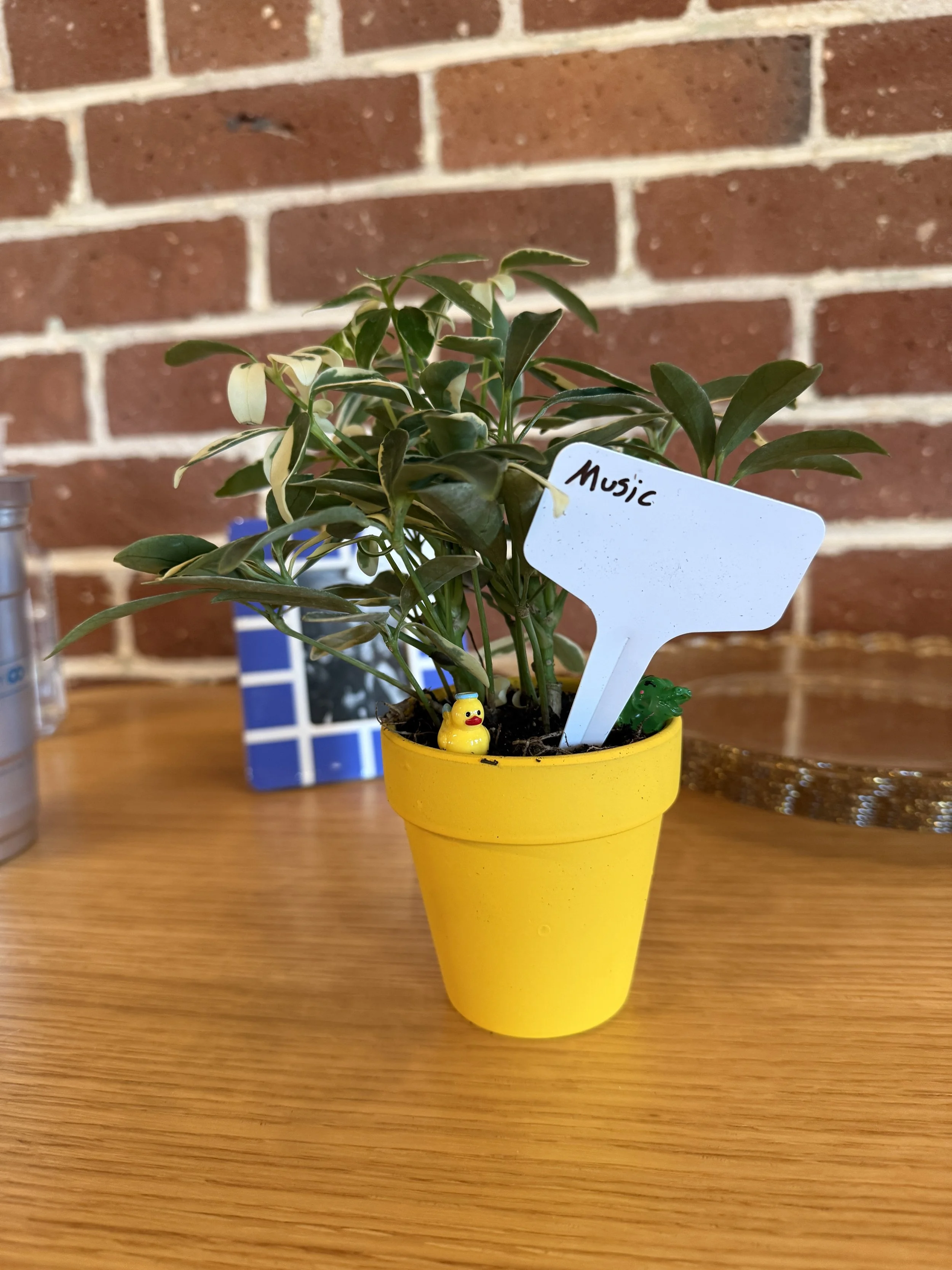  Umbrella plant in yellow planter with stake with “Music” written and a yellow duck on the soil 