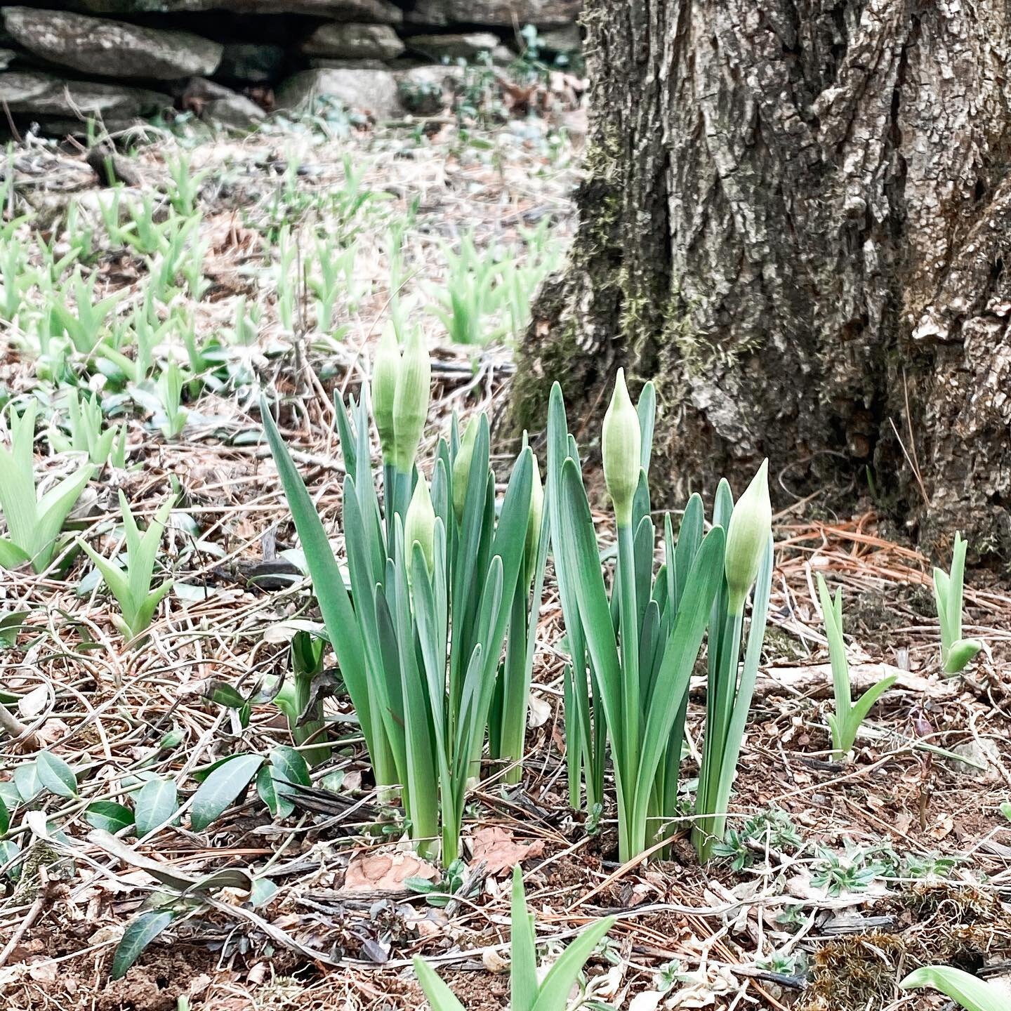 I came up last weekend hoping for signs of spring and I am happy to report, we found several flowers beds ready to give us a show over the next few months.  My guess is these will be orange (not the daffodils) but we will find out! 

Makes sense that