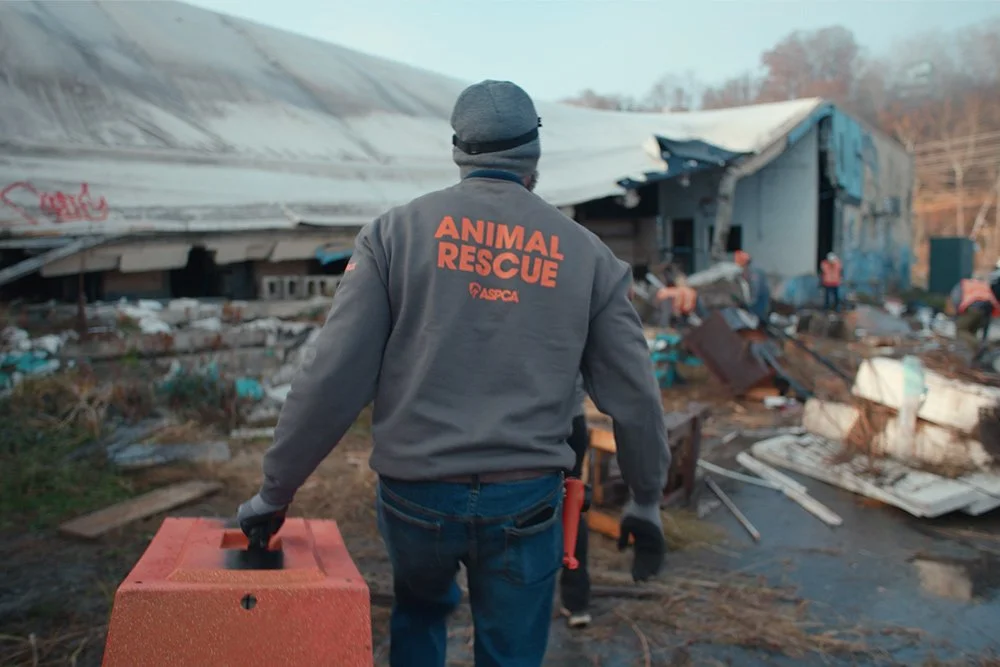 We Go There For Animals