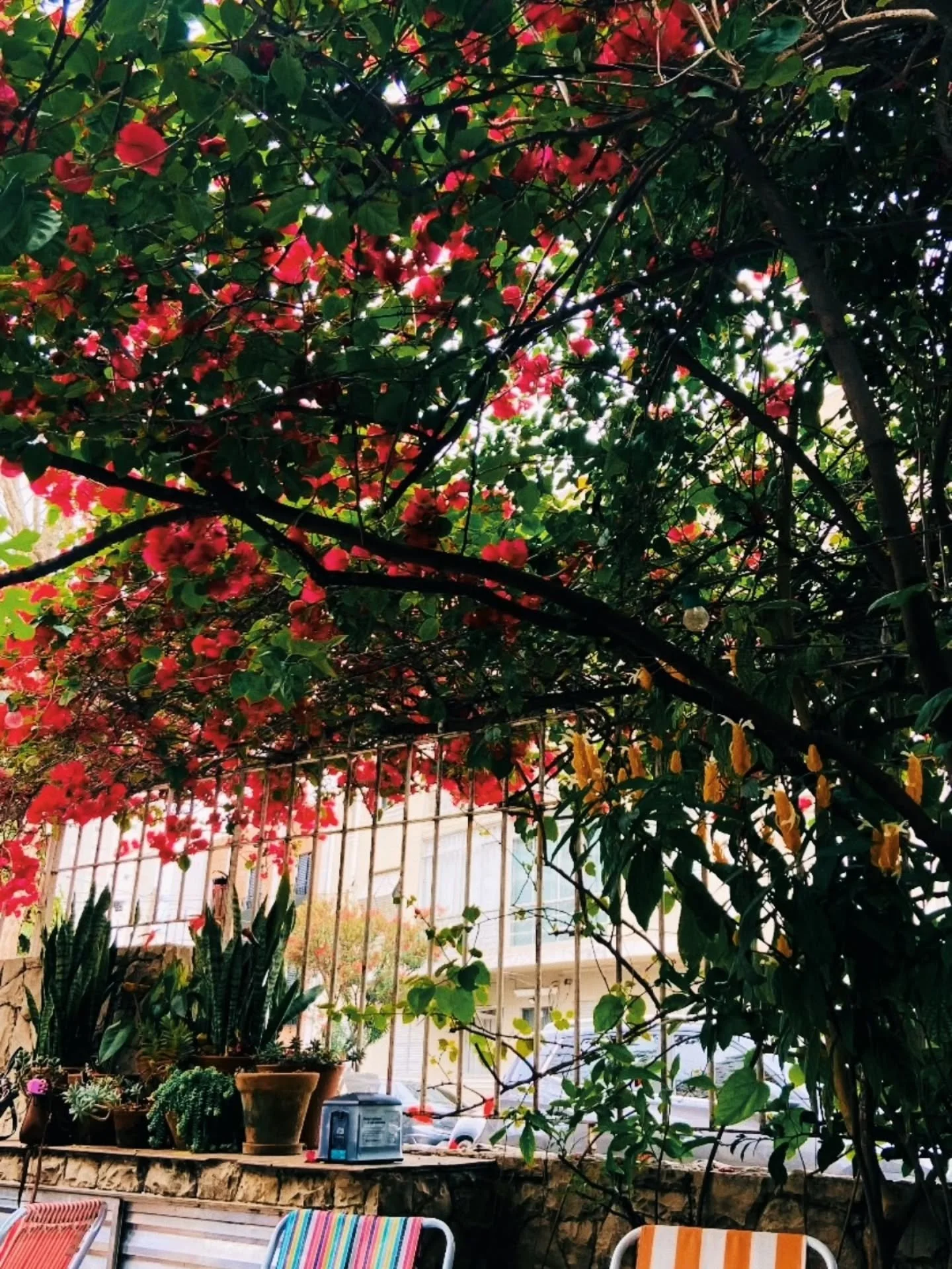 A primavera vem chegando a&iacute; e est&aacute; na hora de exaltar toda a beleza desse nosso quintal verde e florido.

Quando eu vi essa casa sem nenhum mato l&aacute; em 2017 eu sabia o que tinha que fazer e aos poucos fui colocando a minha m&atild