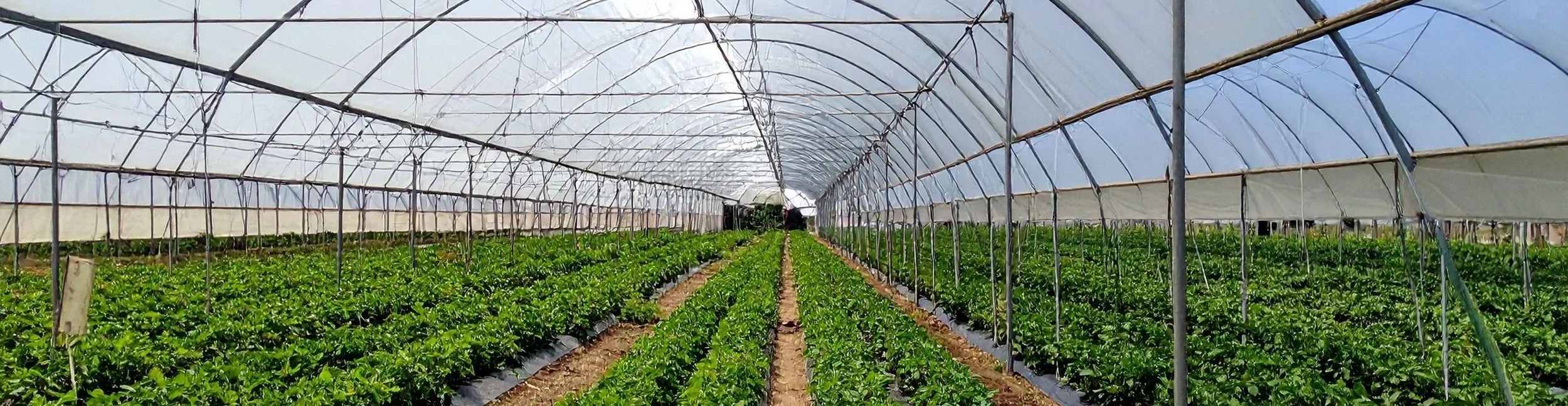 a farm full of produce