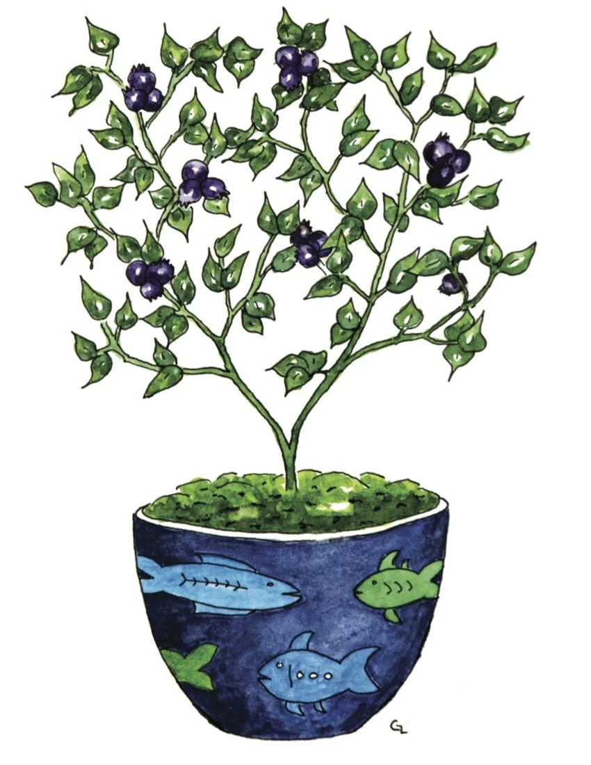 Blueberry in Blue Pot