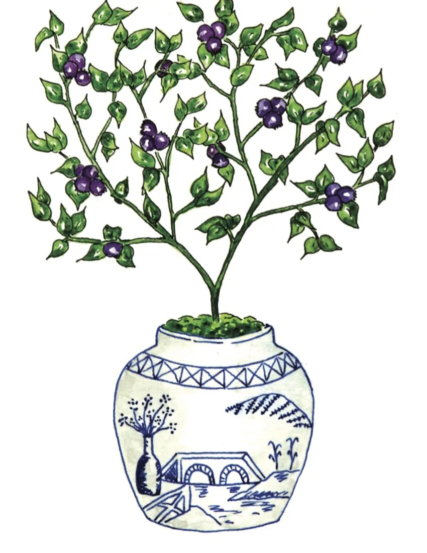 Blueberry in Chinese Pot