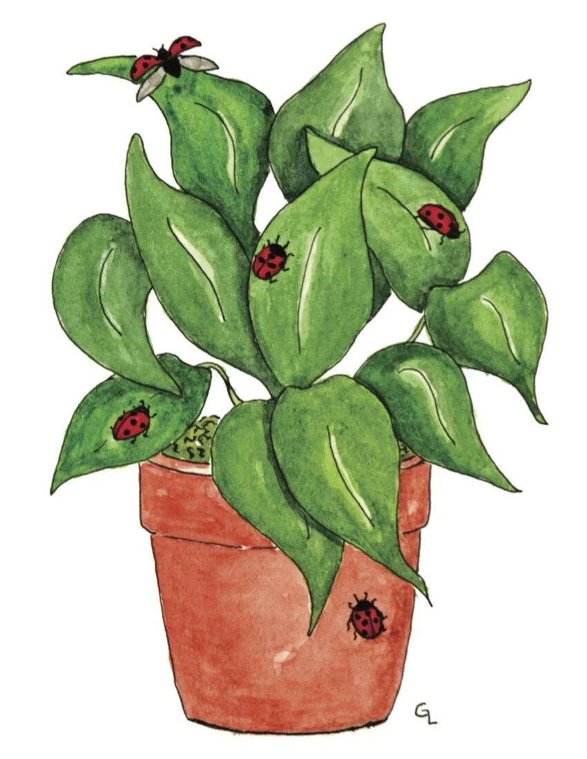 Ladybug Plant
