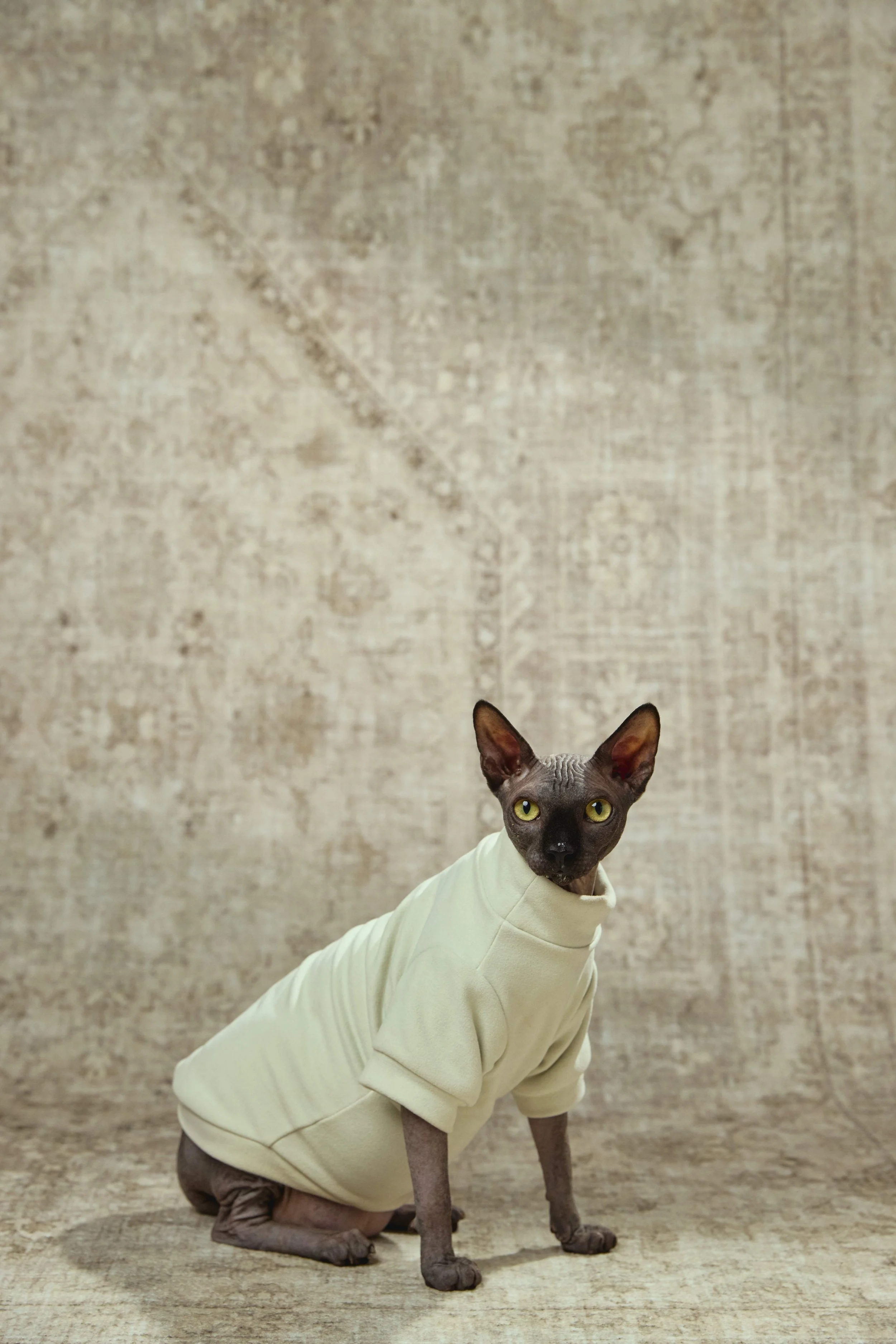 260109PETS_0508_Albert and Aristotle.jpg