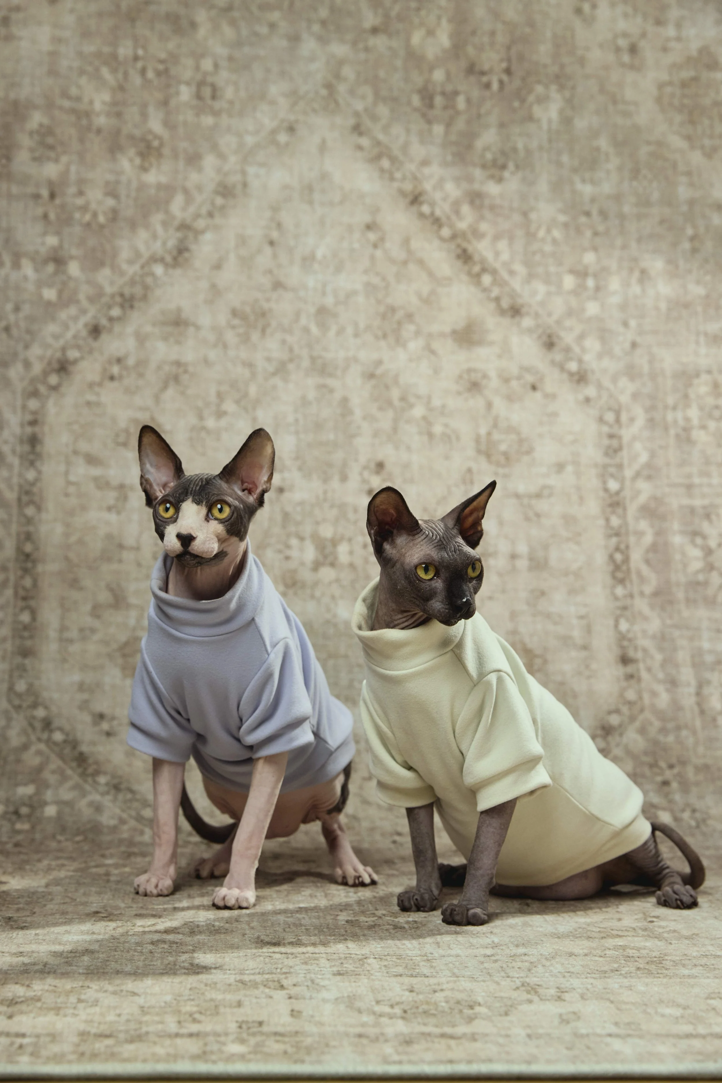 260109PETS_0525_Albert and Aristotle.jpg