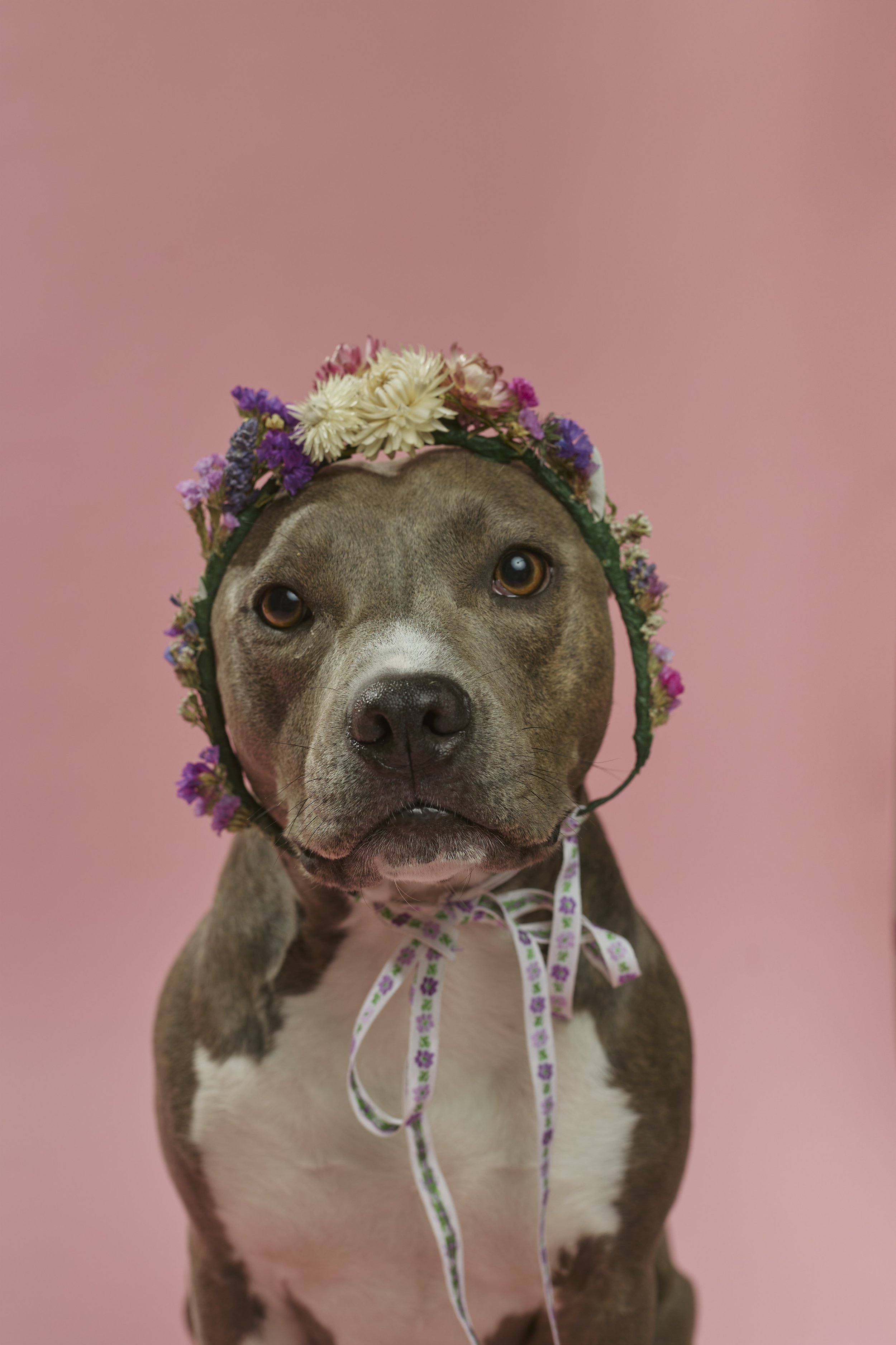 Pet Portrait Flyer2373.jpg