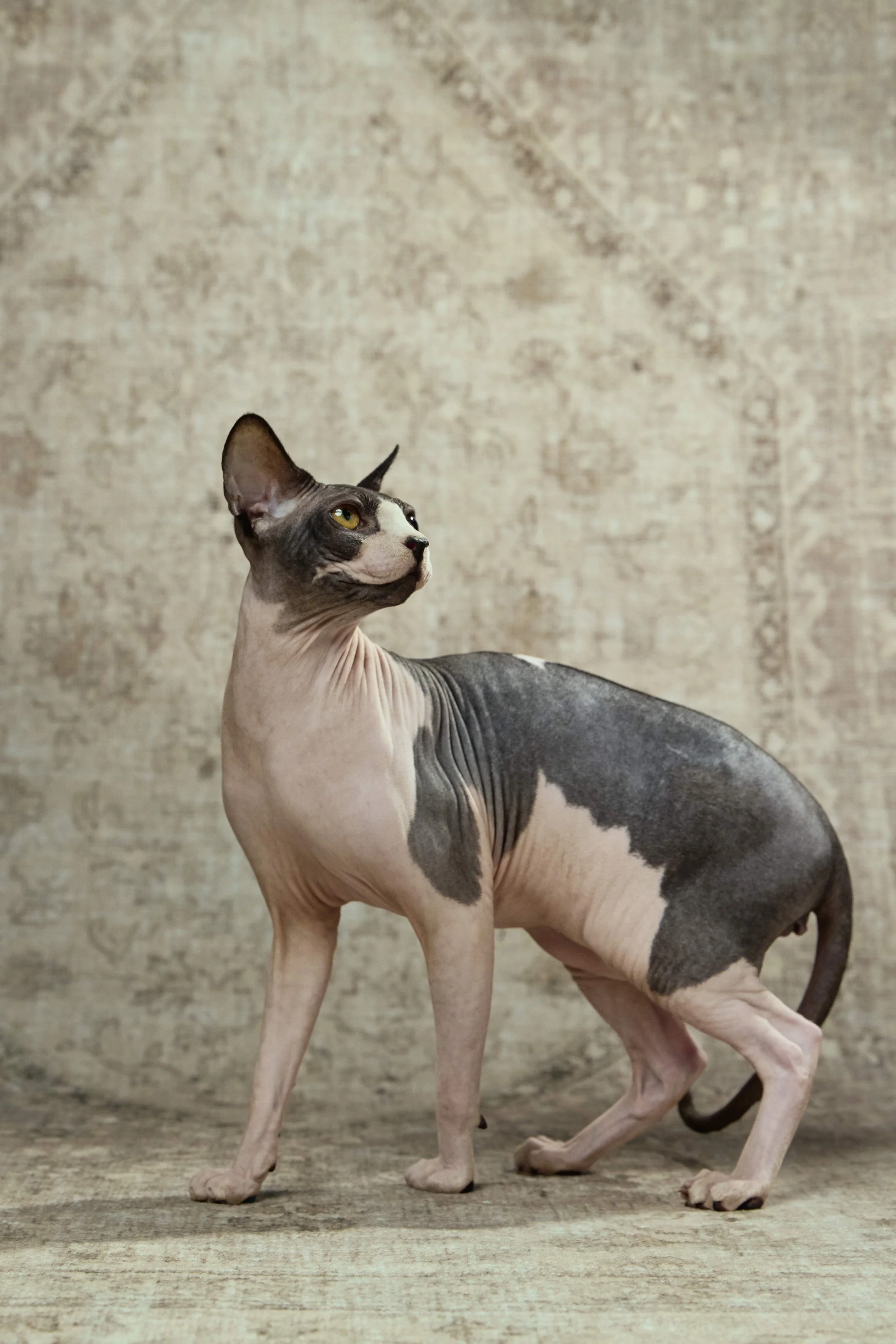 260109PETS_0451_Albert and Aristotle.jpg