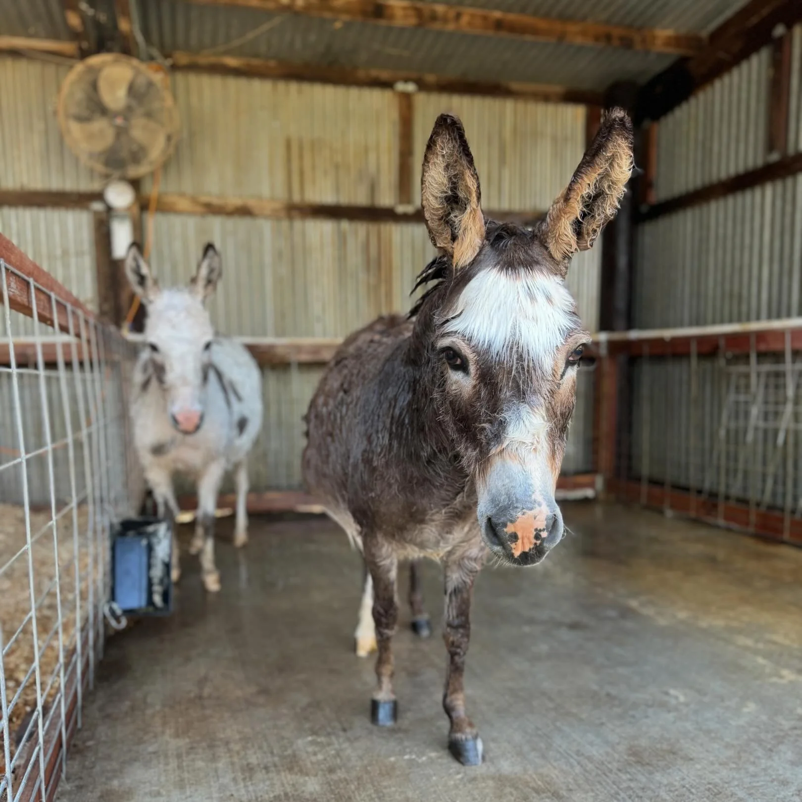 Friday is spa day 👯&zwj;♀️💁🏼&zwj;♀️💆🏼&zwj;♀️. We are clean and headed out tomorrow! Have a great weekend friends. We hope to share some big eared cheer with you soon.