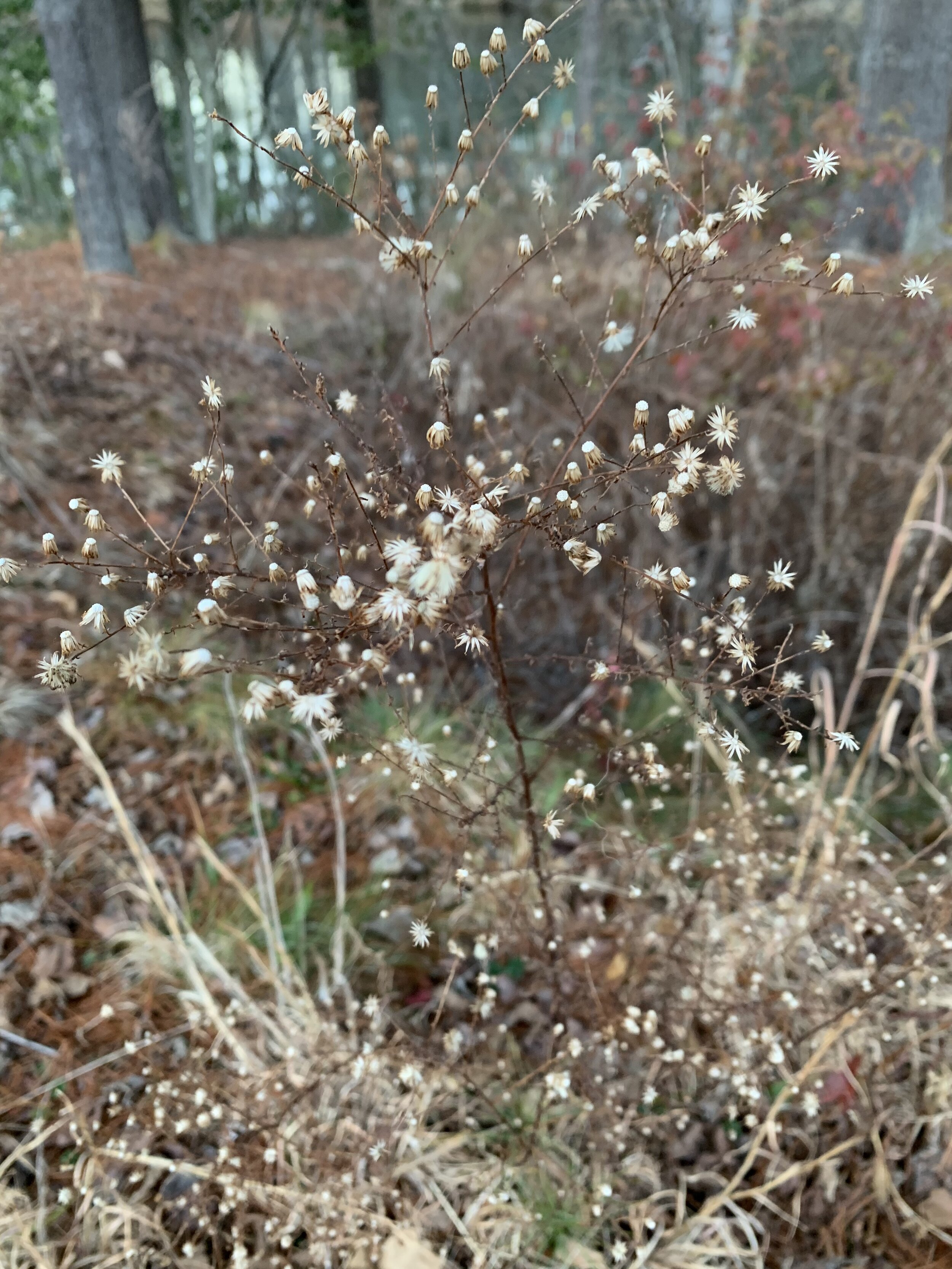 winter weeds detail