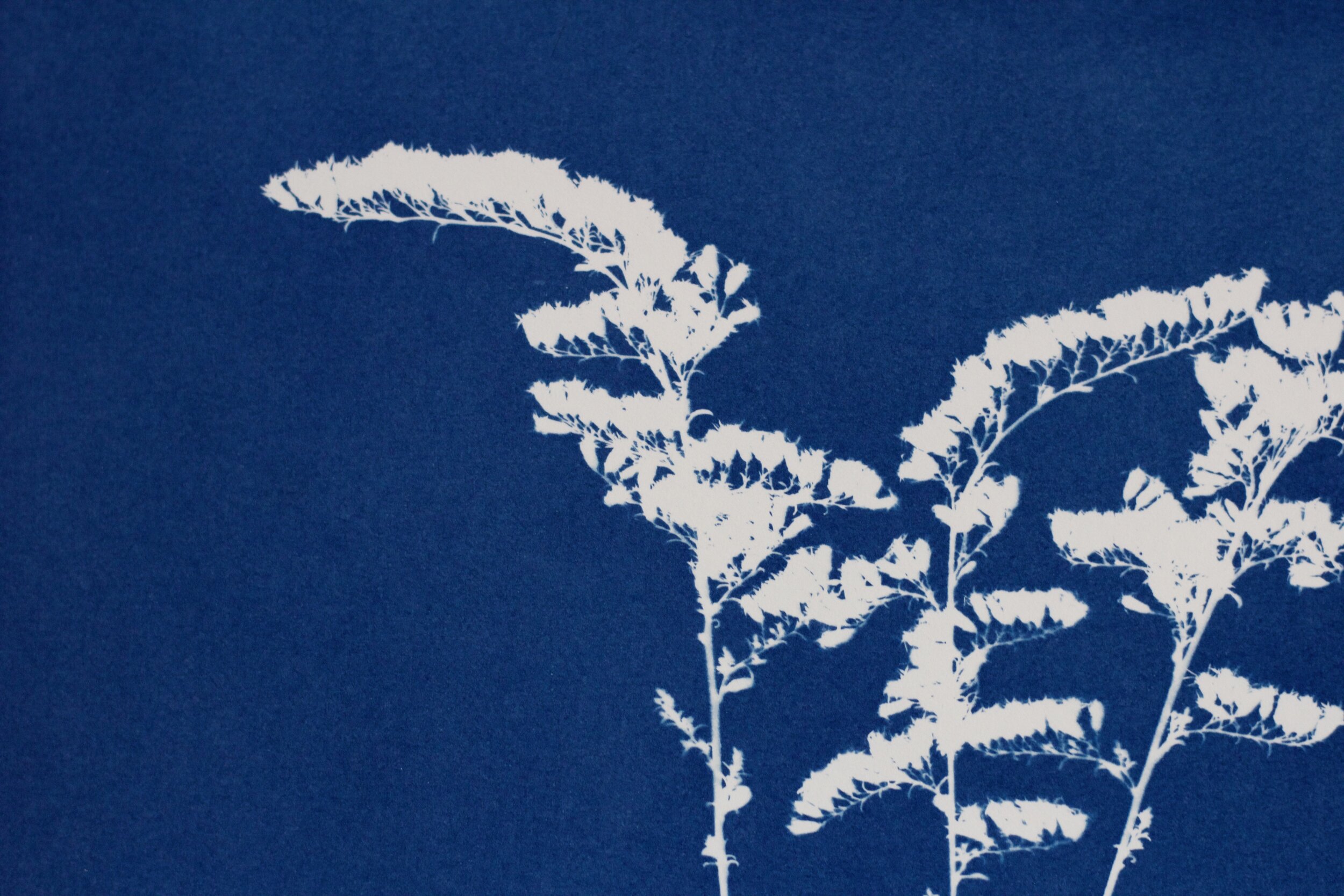 blueridge botanic cyanotype detail
