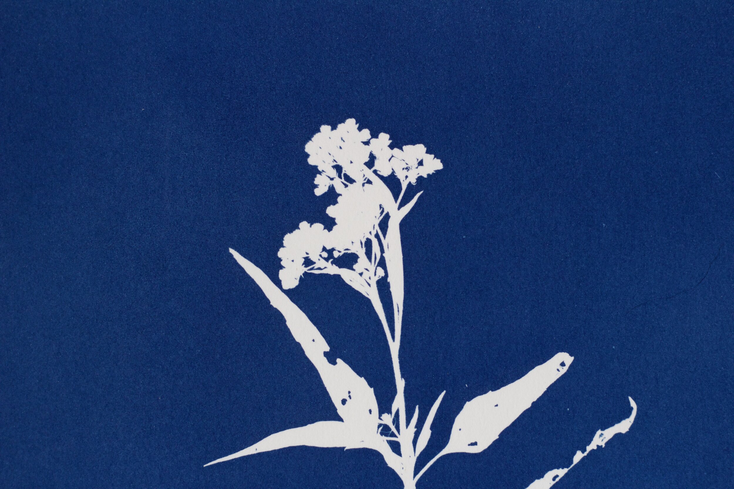 blueridge botanic cyanotype detail