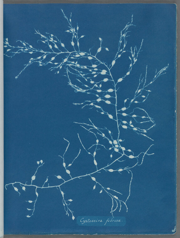 Anna Atkins cyanotype detail