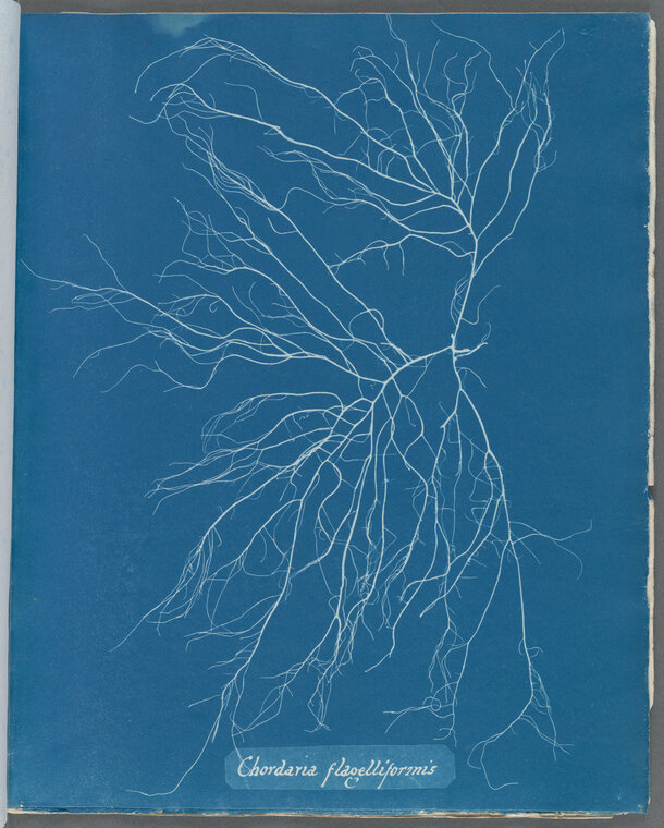 Anna Atkins cyanotype detail
