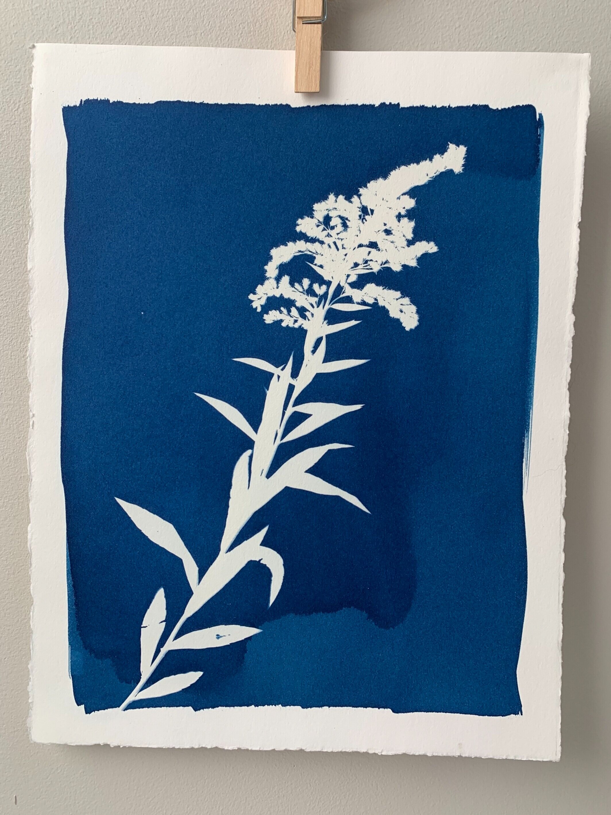 Cyanotype Tutorial — Blue Ridge Botanic
