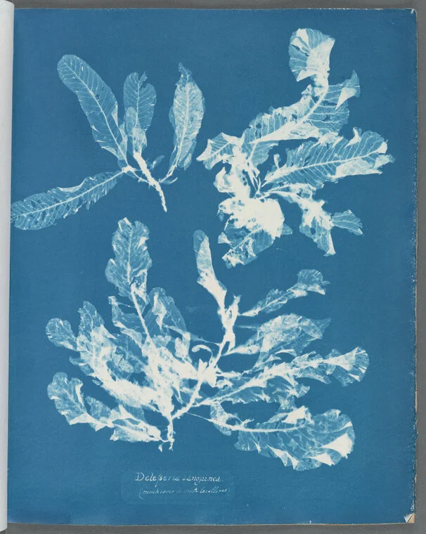 Anna Atkins Scientist Artist Innovator Blue Ridge Botanic Anna Atkins Scientist Artist Innovator Blue Ridge Botanic