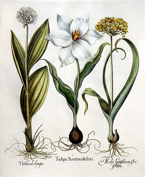 Flower Buttons - Florilegium