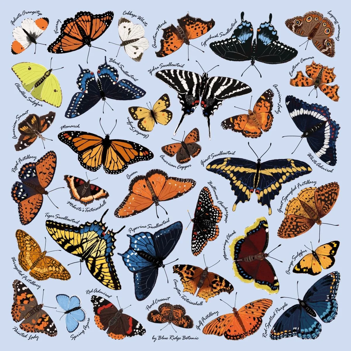 BlueButterfly1200.jpg